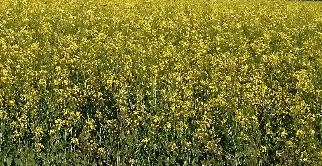 Sėjamasis rapsas (Brassica napus)