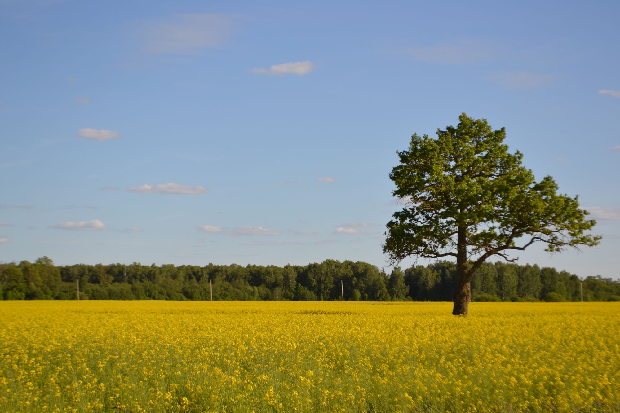 Sėjamasis rapsas (Brassica napus)