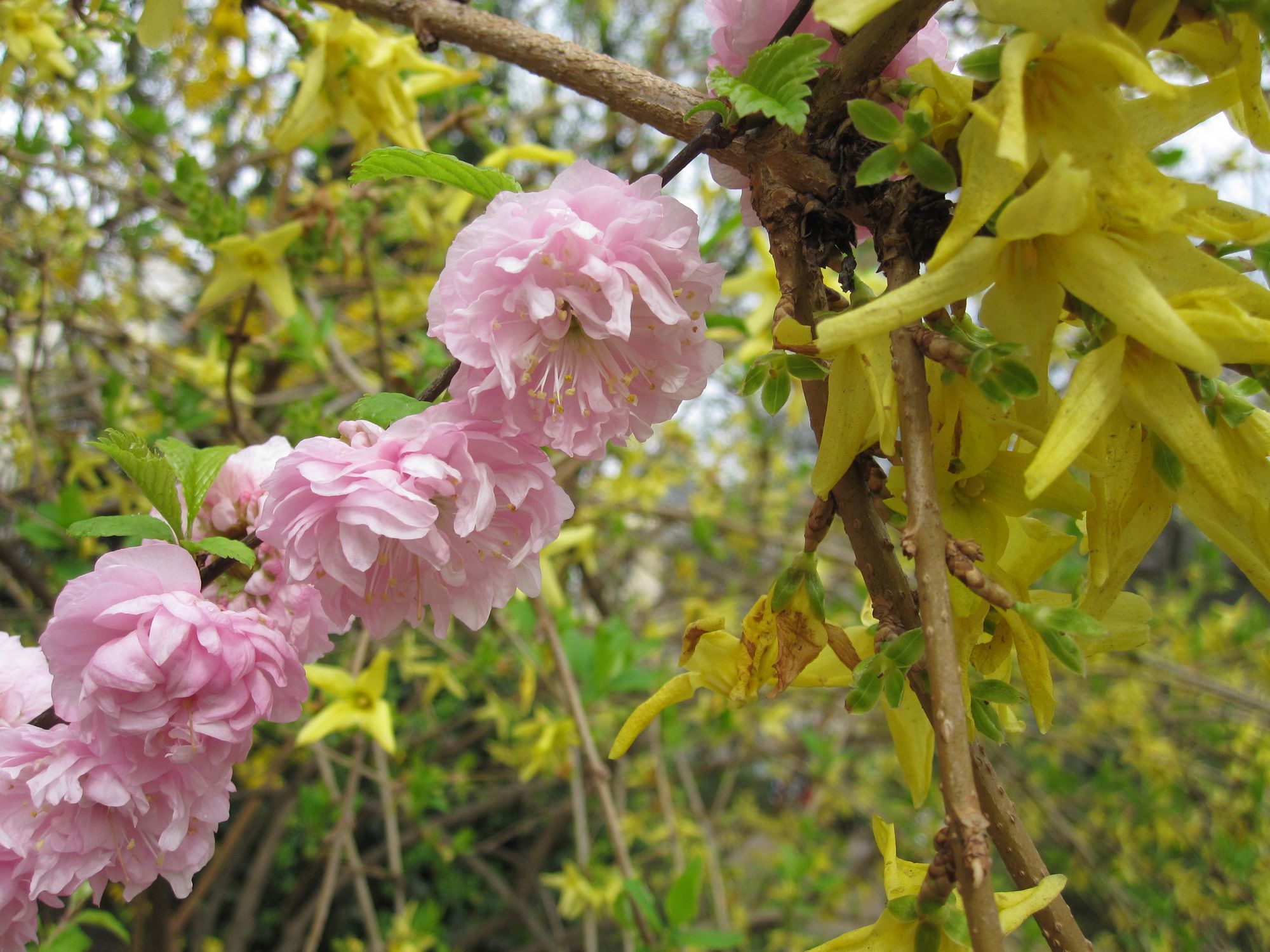 Triskiautis migdolas (Prunus triloba, sin. Amygdalus triloba)