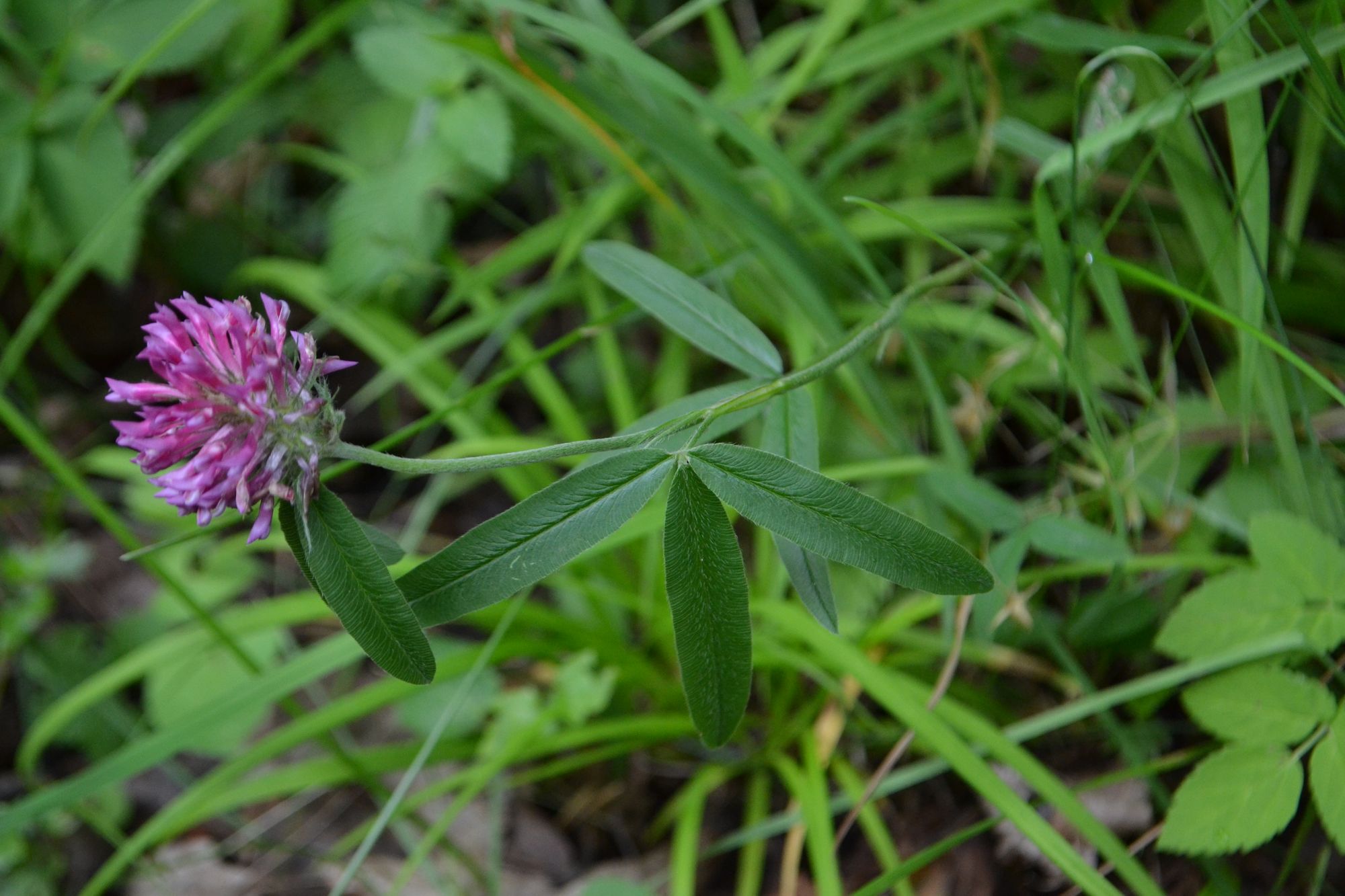 ilinis-dobilas-trifolium-medium