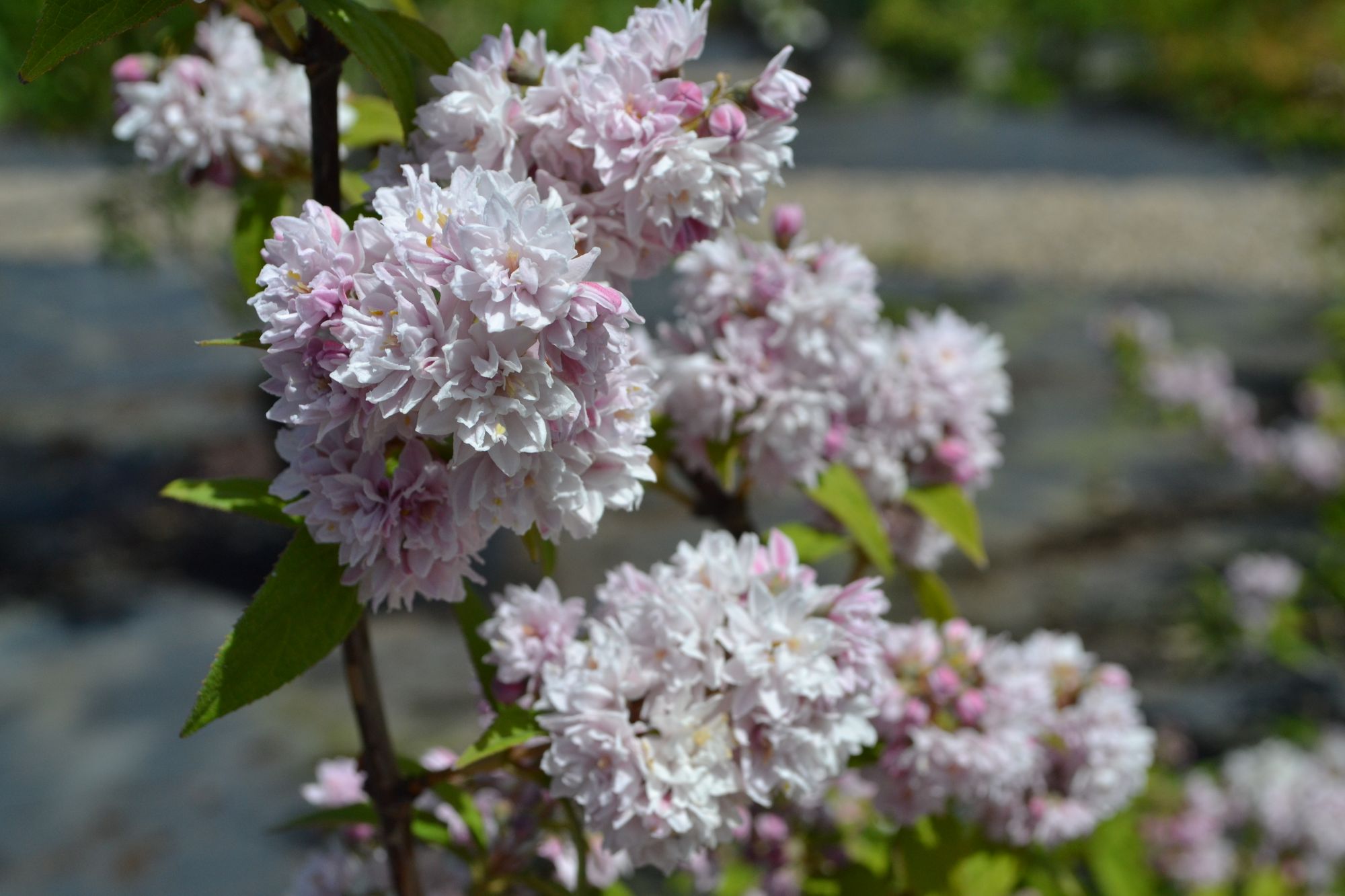 Deucija 'Pink Pom Pom' (Deutzia hybrida)