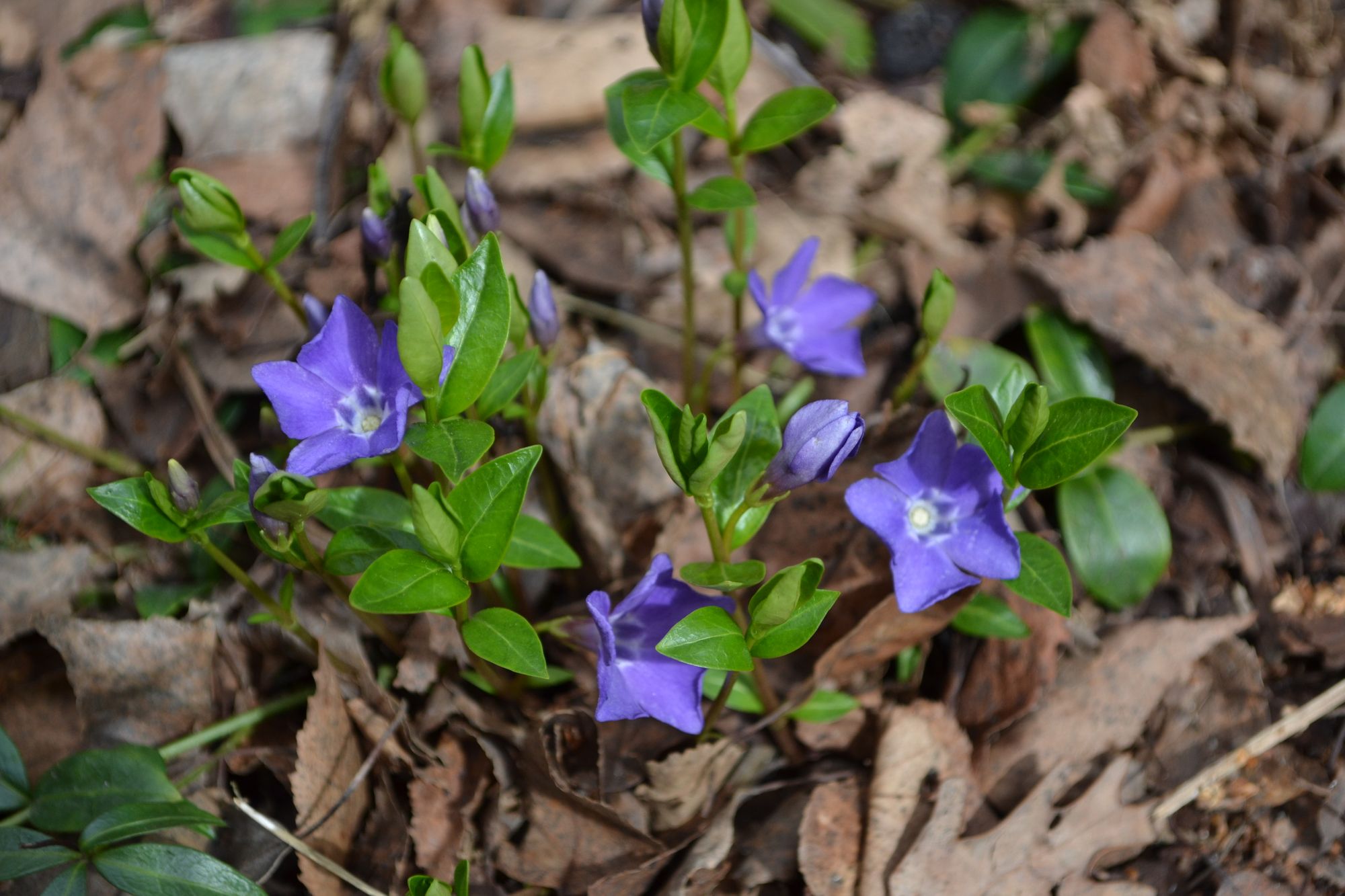 ma-oji-iem-vinca-minor