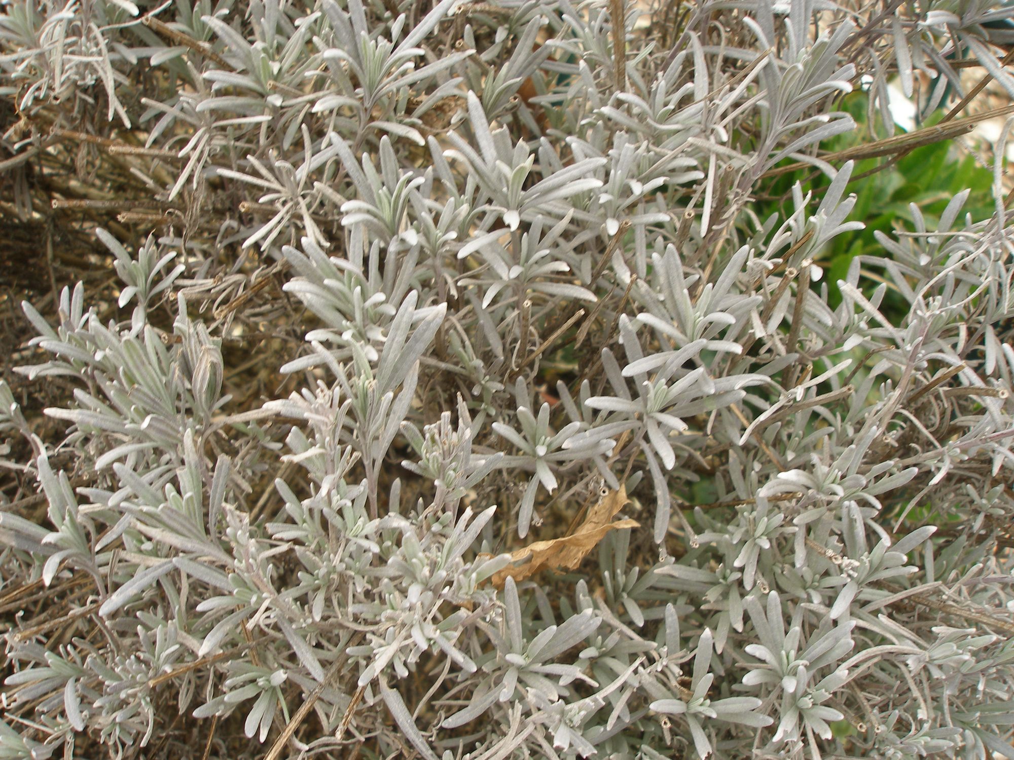 Varpinė levanda (Lavandula latifolia)