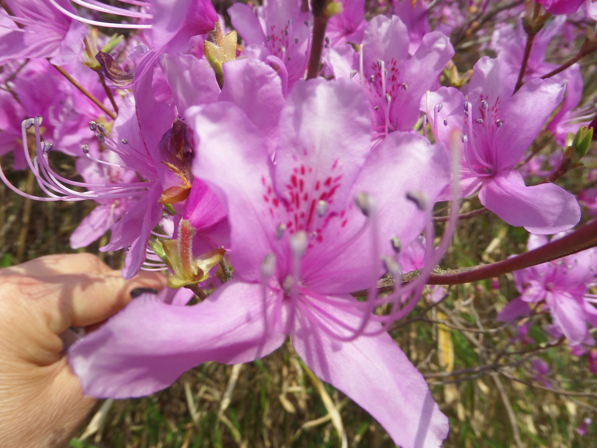 Gležnalapis rododendras (Rhododendron kaempferi, var. tubiflorum)