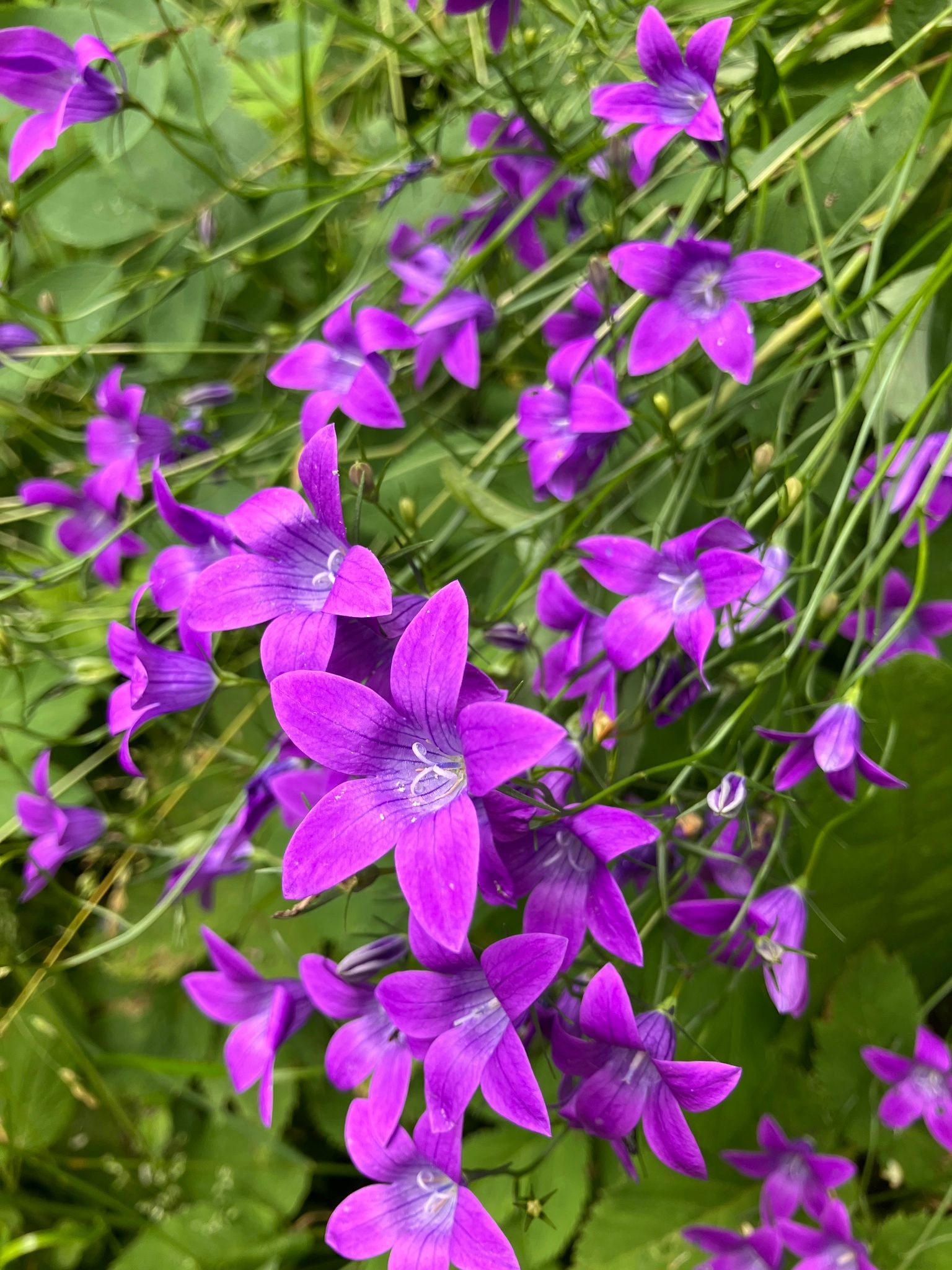 Pievinis katilėlis (Campanula patula)
