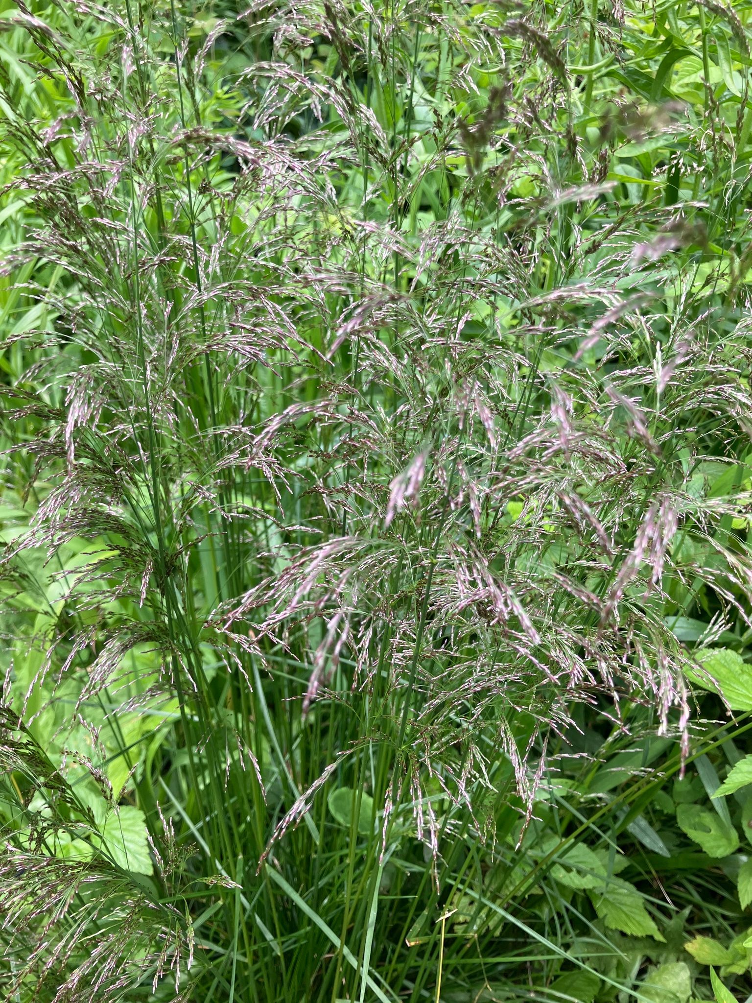 Kupstinė šluotsmilgė (Deschampsia cespitosa)