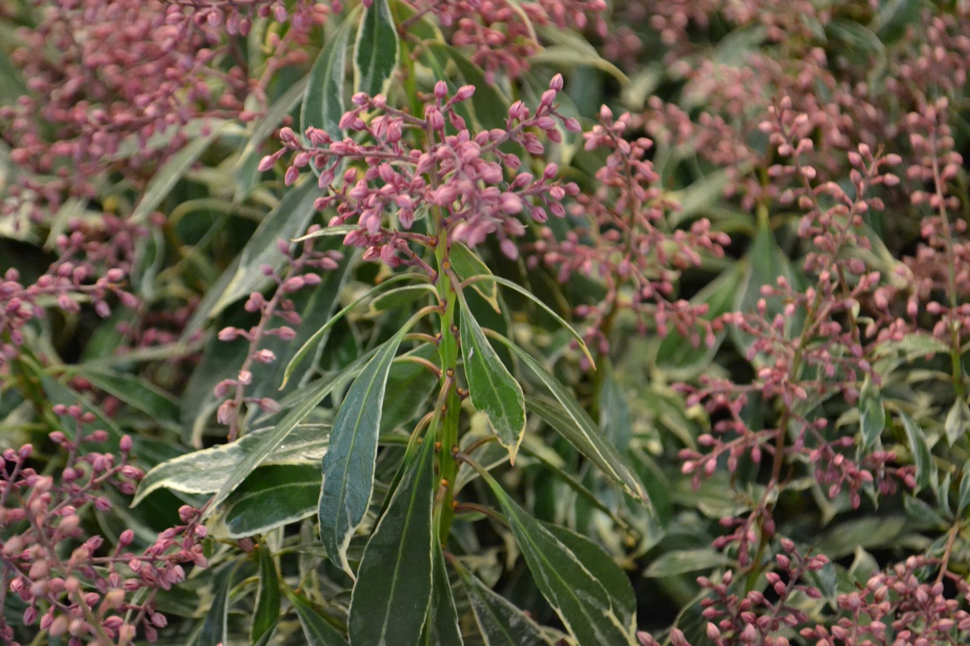 Japoninis bereinutis 'Ralto Rose' (Pieris japonica)