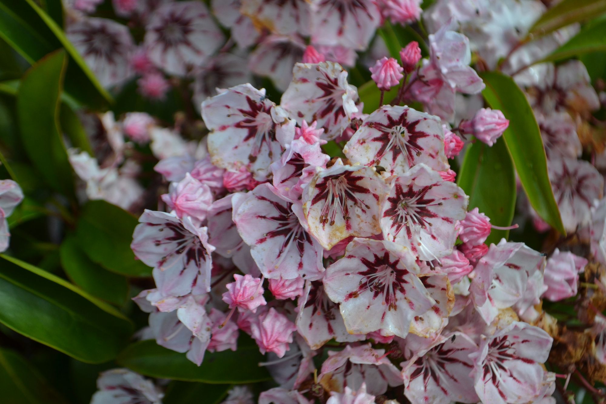 Plačialapis grėsvis 'Peppermint' (Kalmia latifolia)