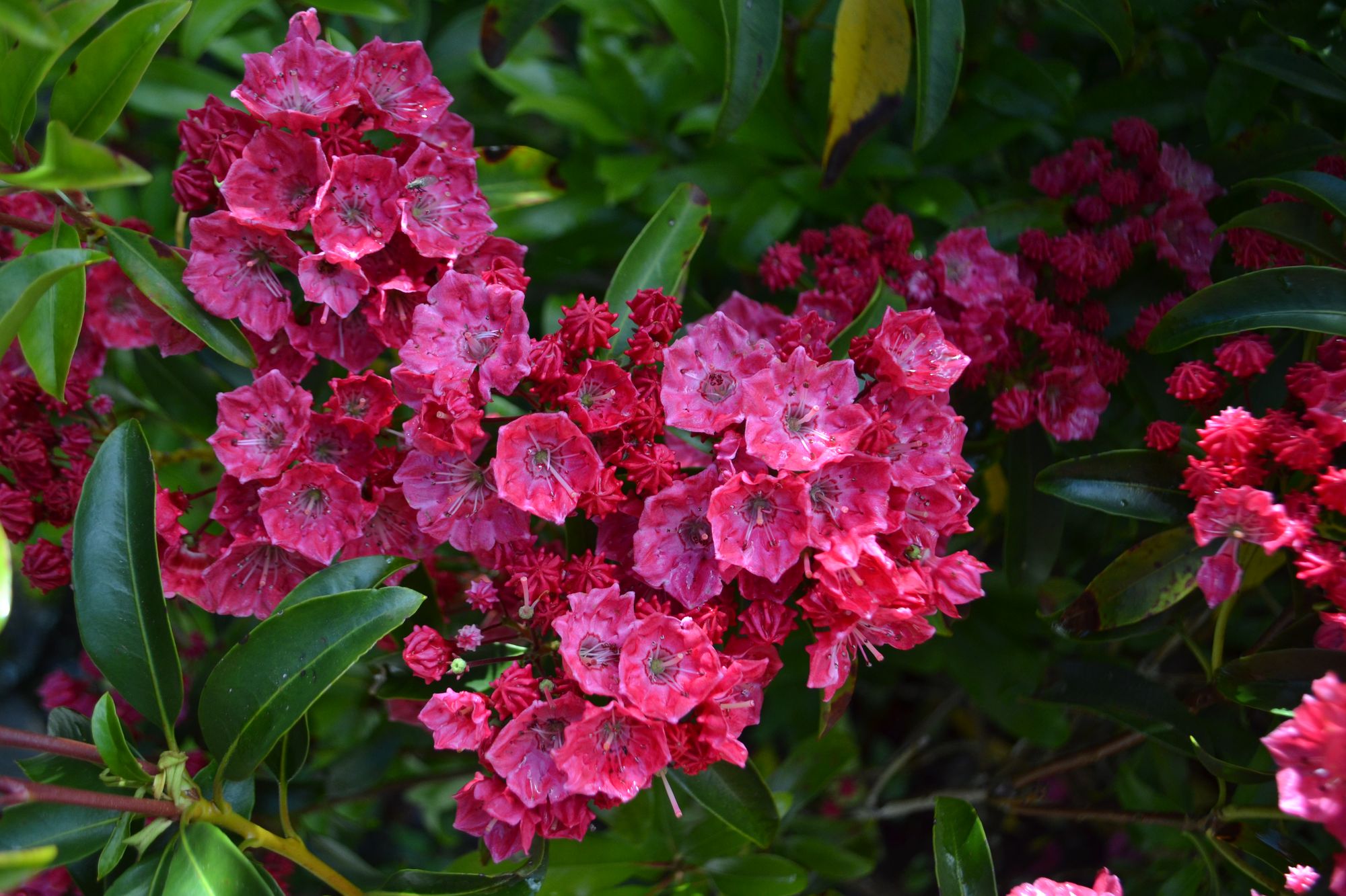 Plačialapis grėsvis 'Sara' (Kalmia latifolia)