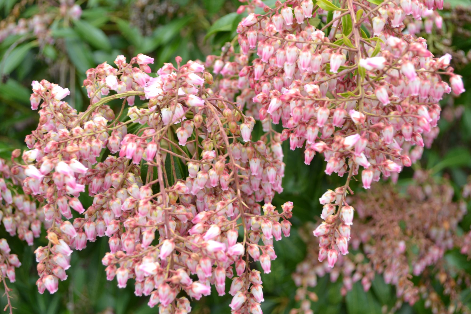 Japoninis bereinutis 'Valley Rose' (Pieris japonica)