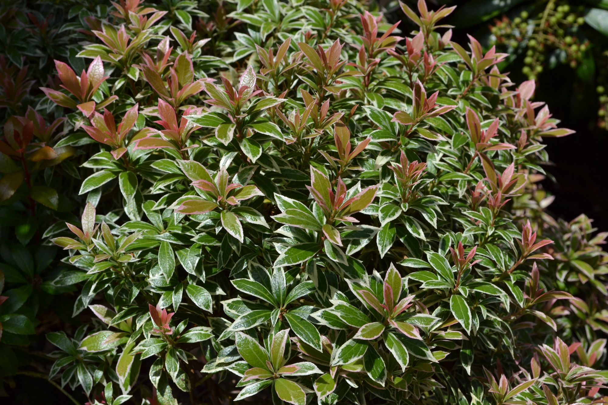 Japoninis bereinutis 'Little Heath' (Pieris japonica)