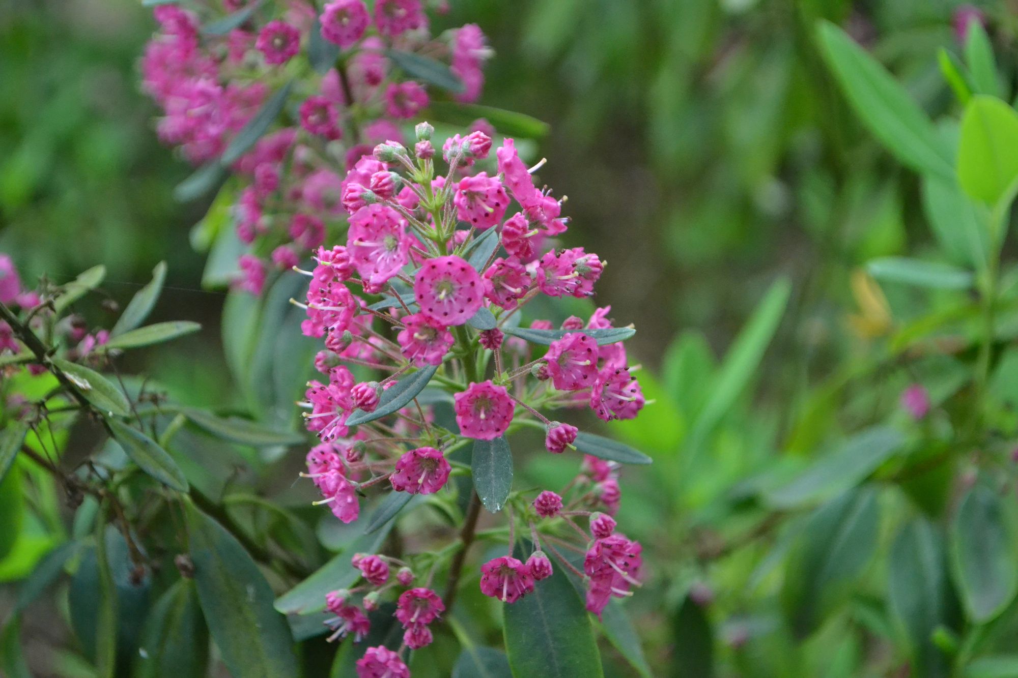 Melsvasis grėsvis (Kalmia polifolia)