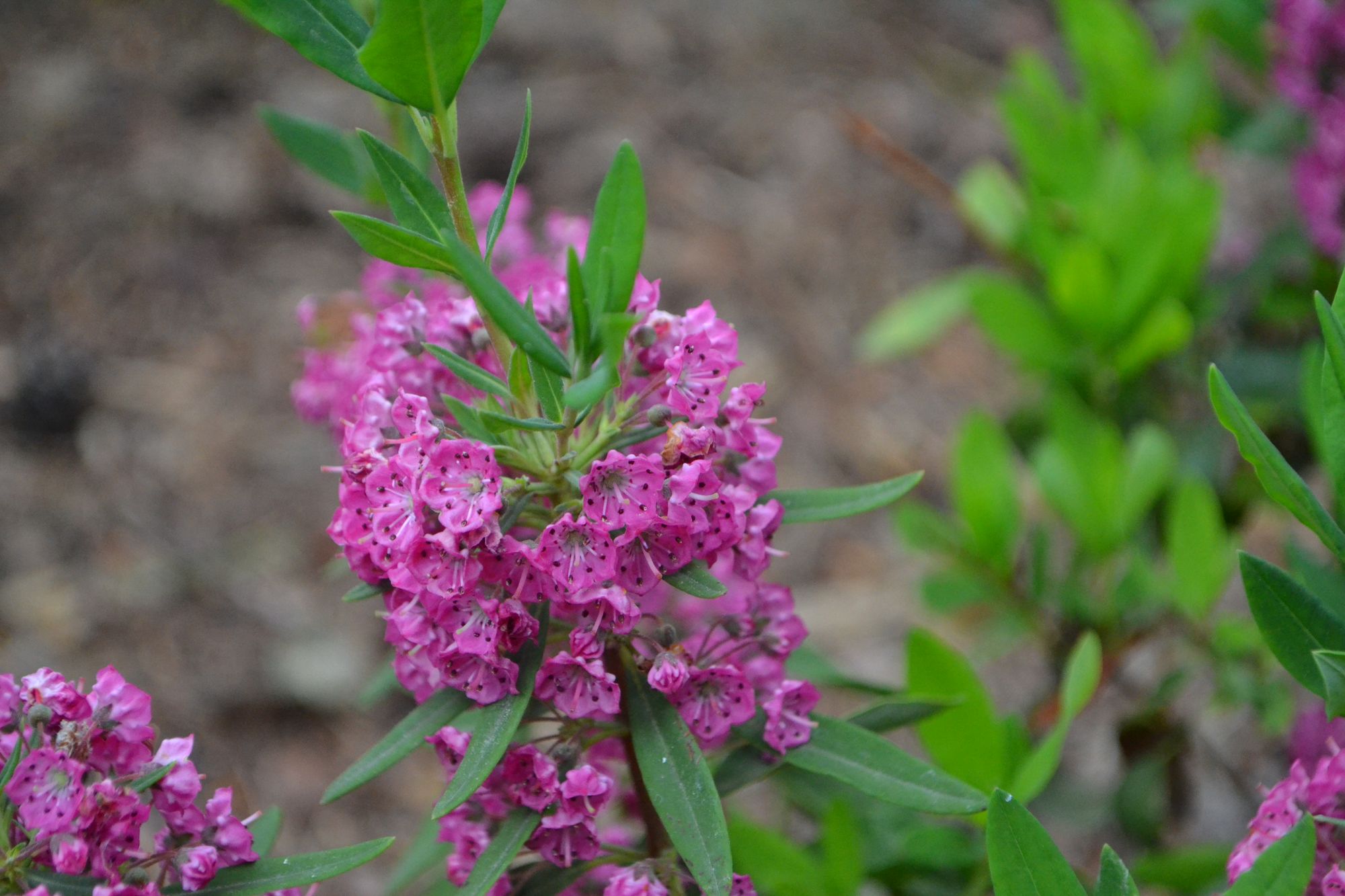 Siauralapis grėsvis (Kalmia angustifolia)