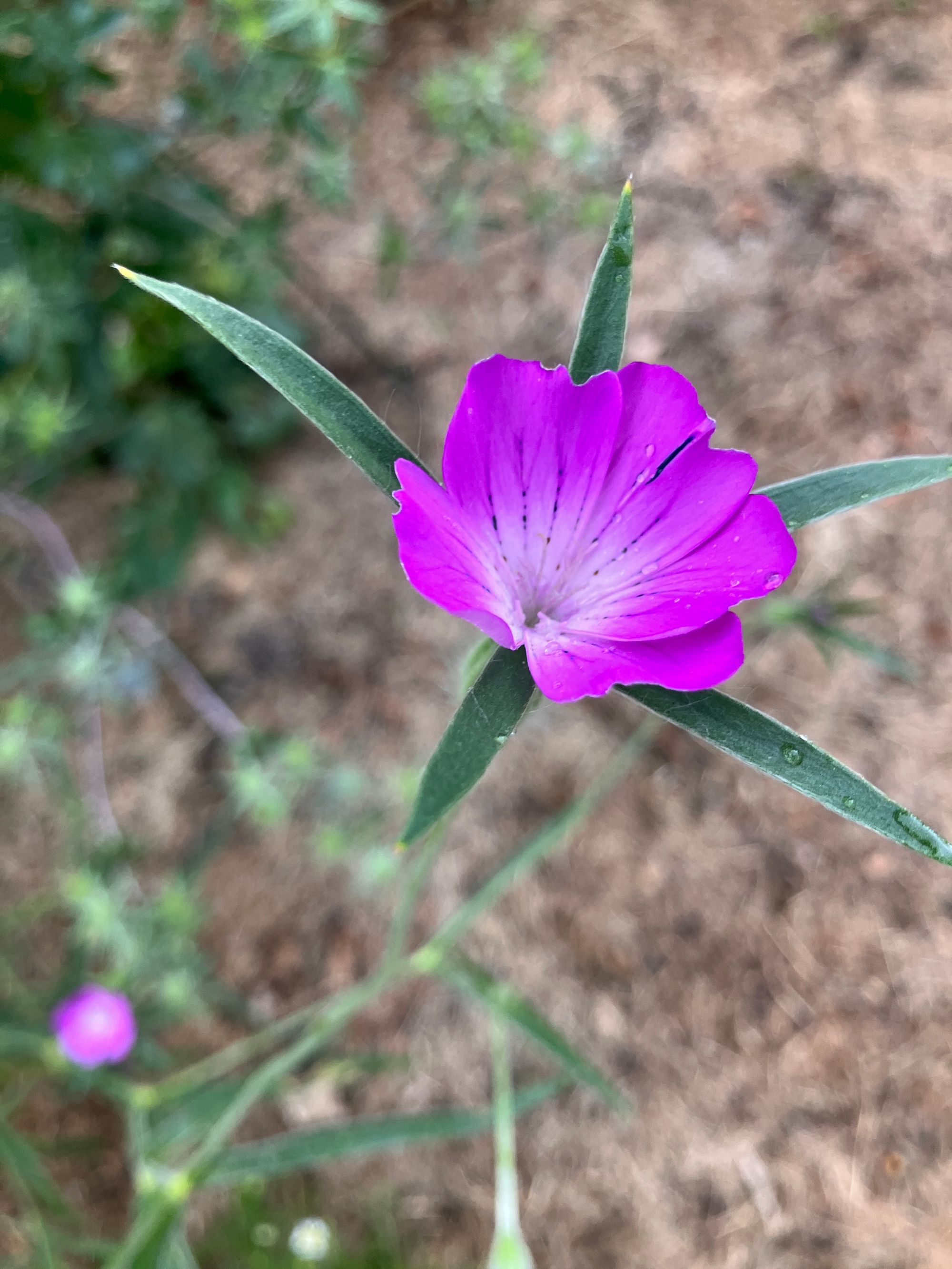 Dirvinė raugė (Agrostemma githago)