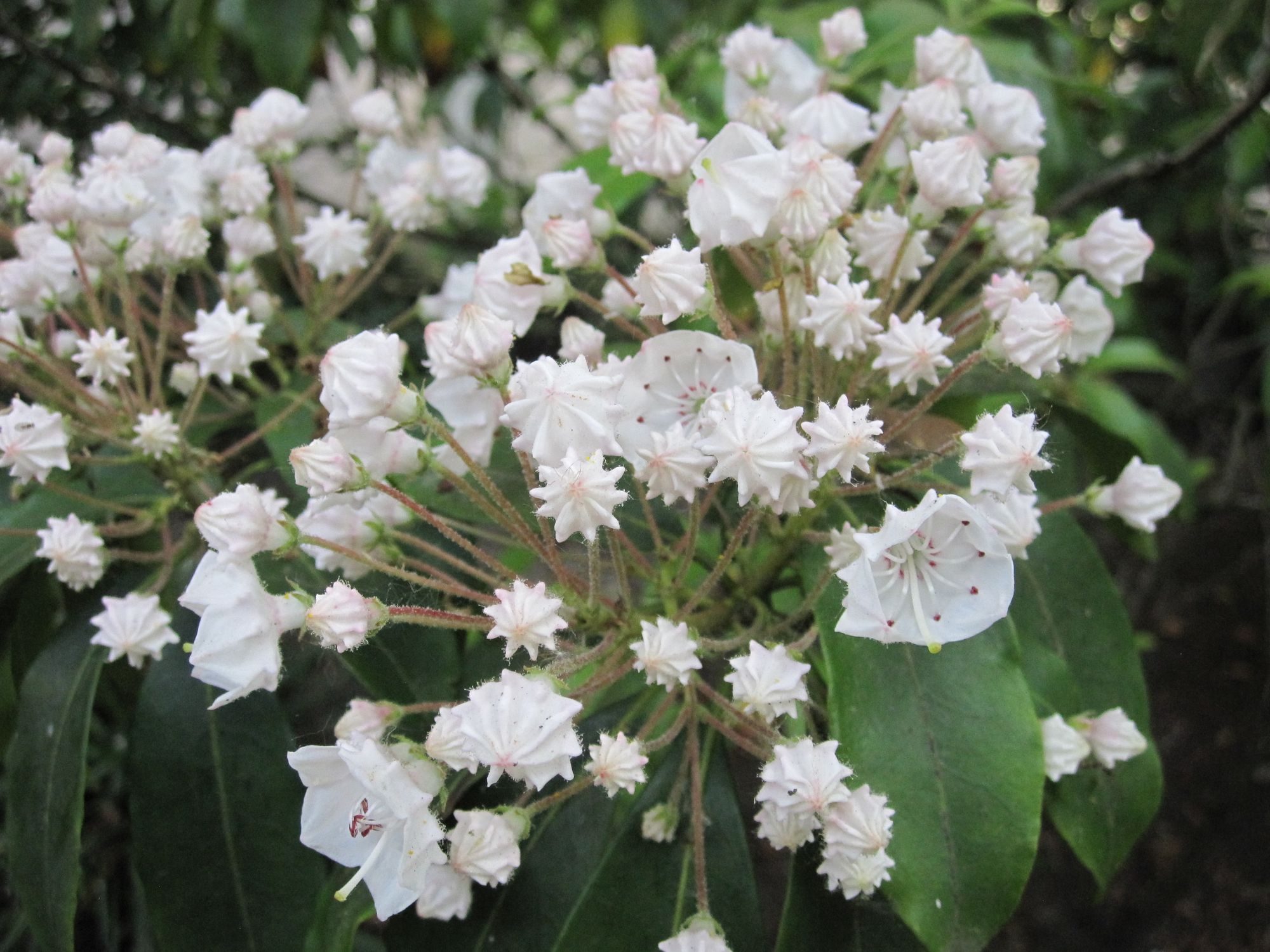 Plačialapis grėsvis (Kalmia latifolia)