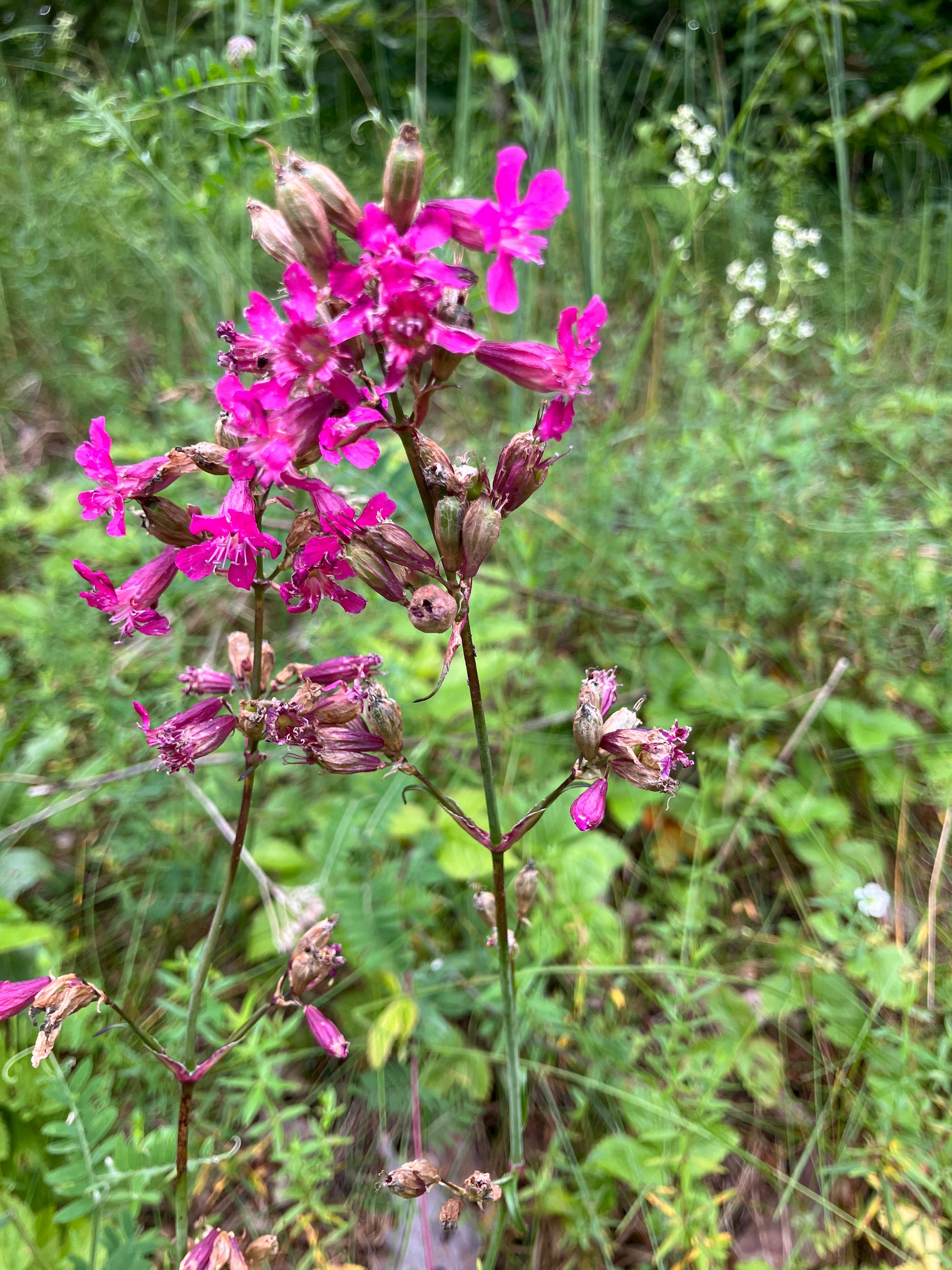 Paprastoji smaliukė (Viscaria vulgaris, syn. Lychnis viscaria)
