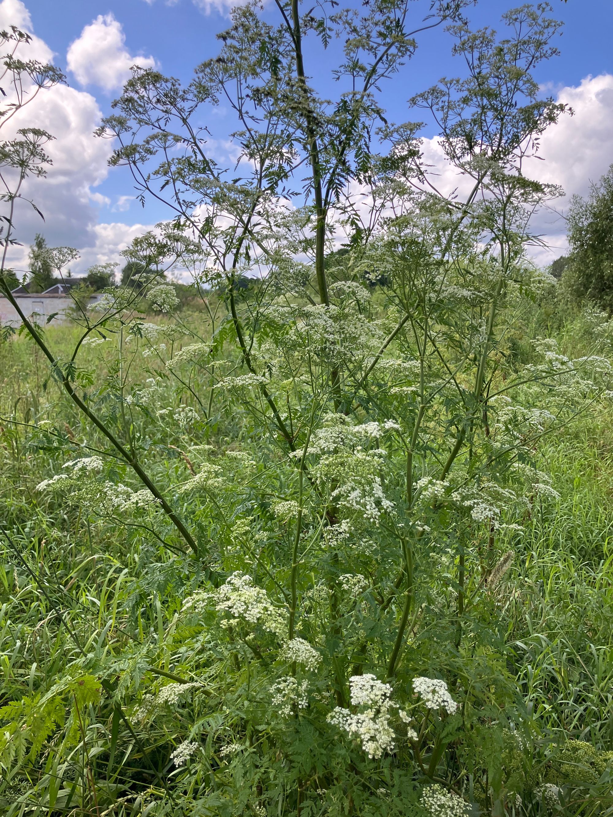 Dėmėtoji mauda (Conium maculatum)