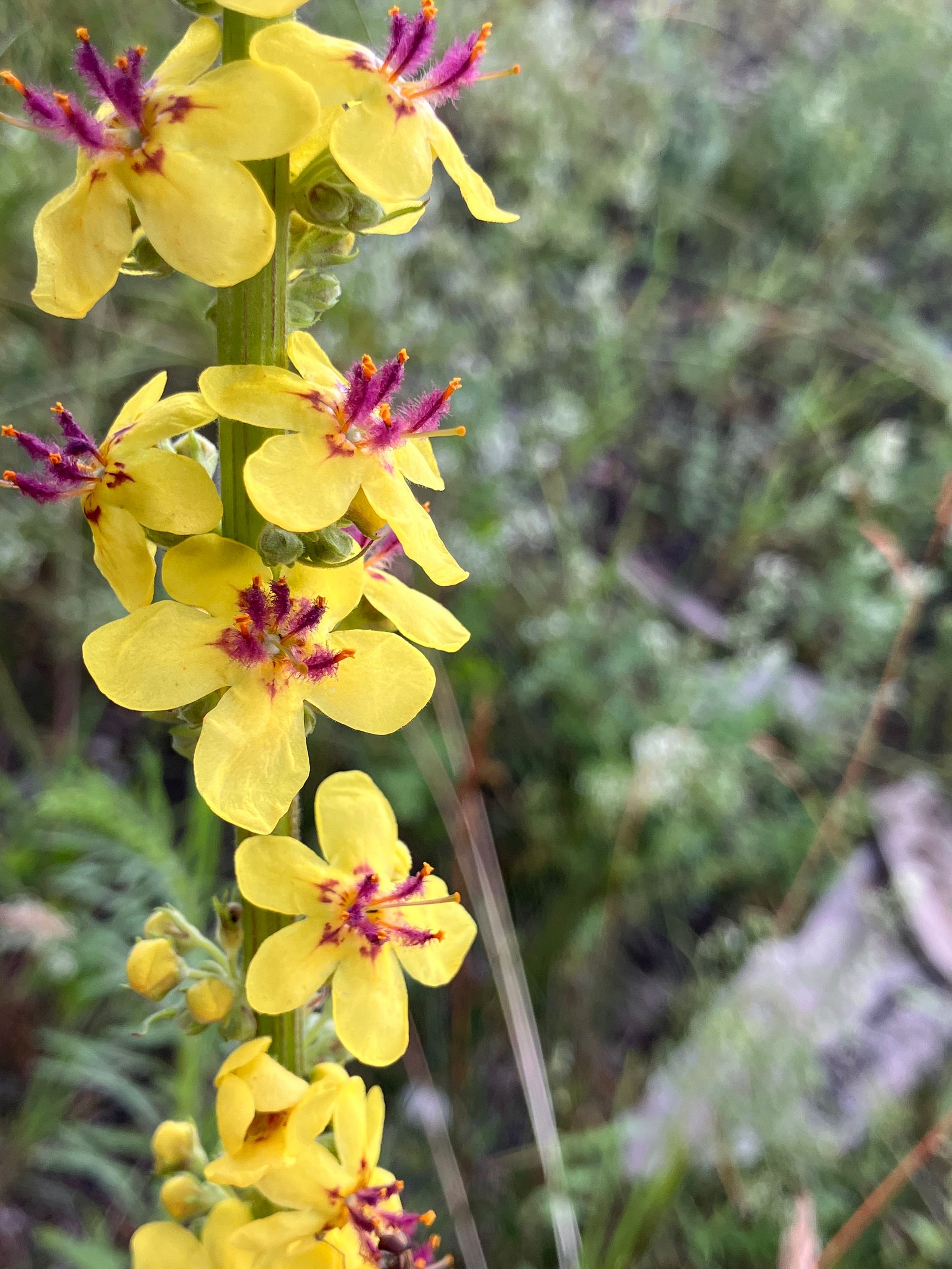 Juodoji tūbė (Verbascum nigrum)
