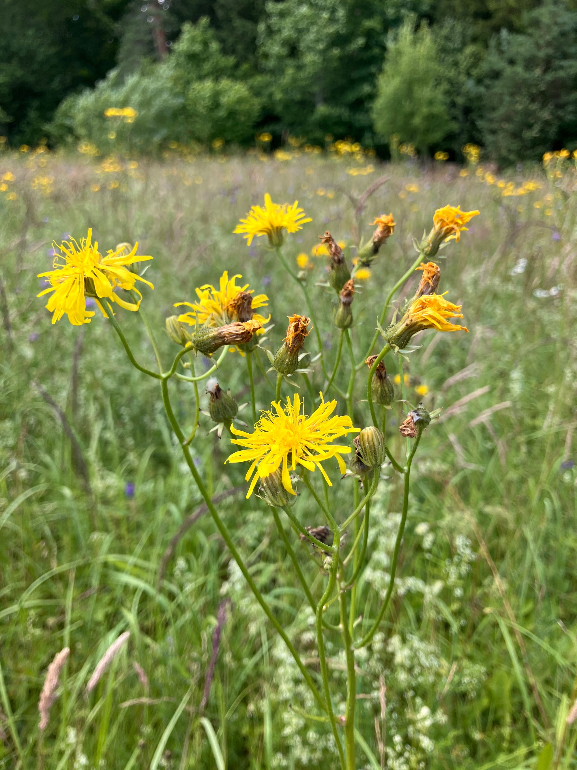 Dvimetė kreisvė (Crepis biennis)