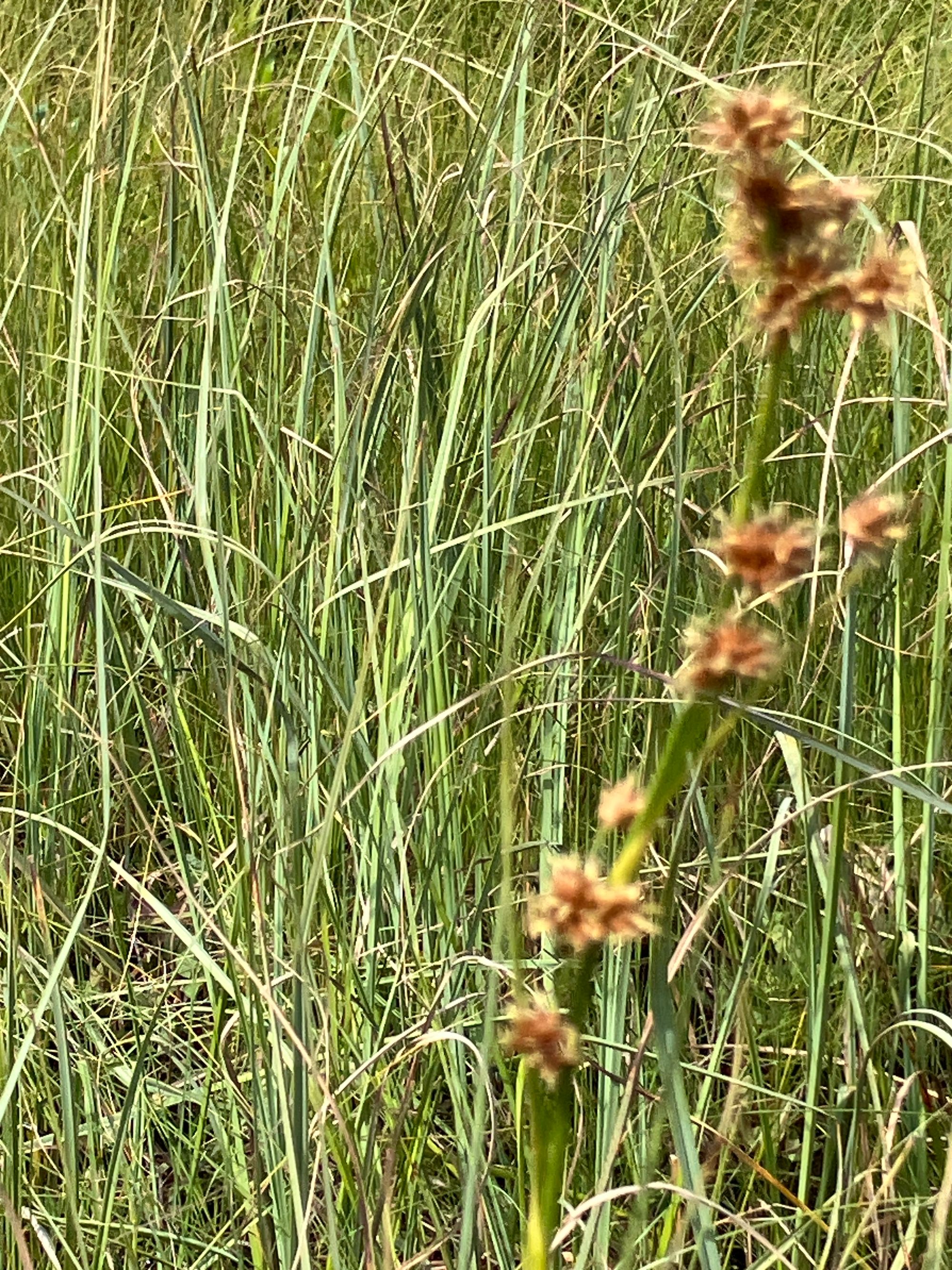 Šakotoji ratainytė (Cladium mariscus)