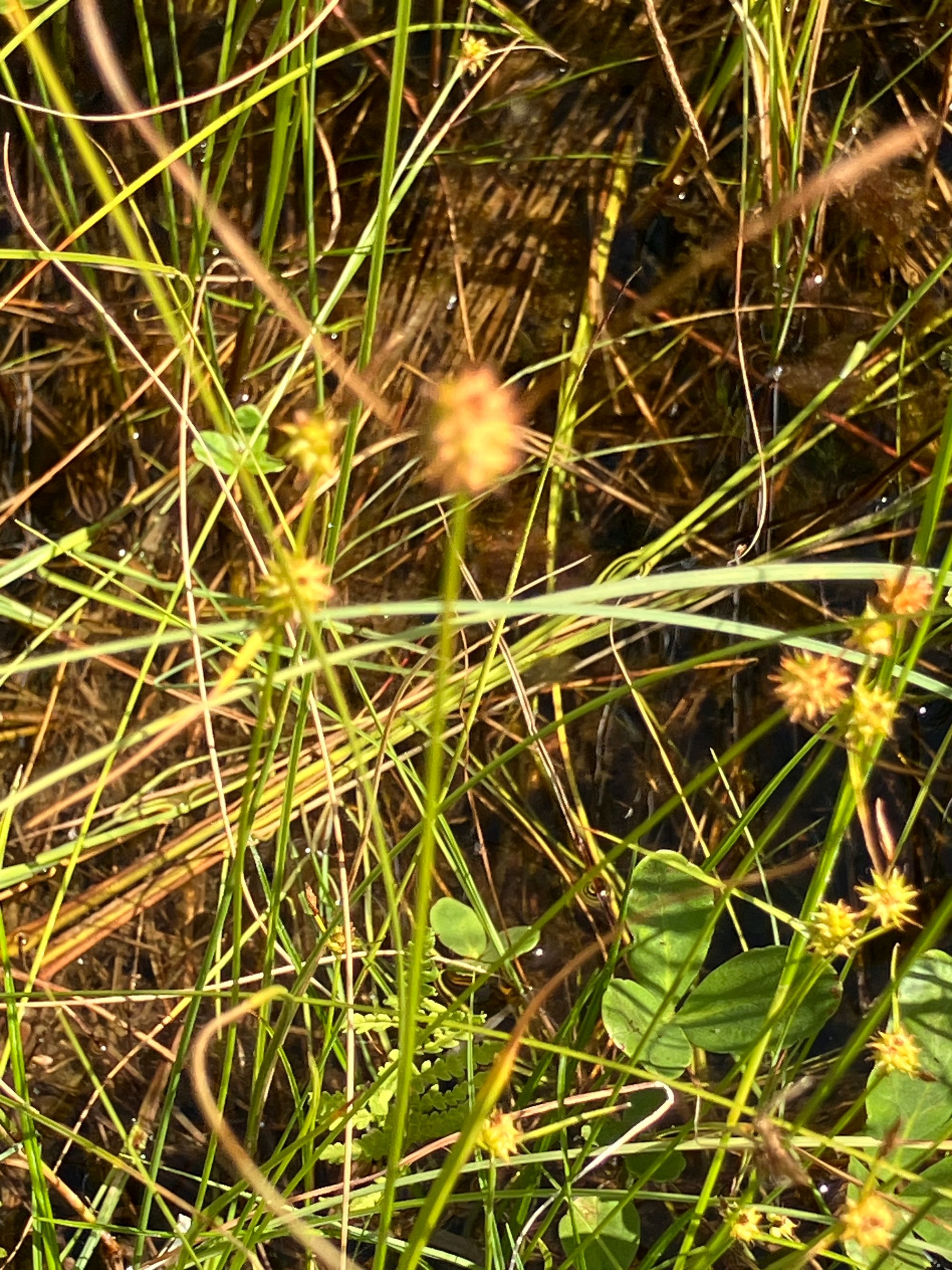 Ganyklinė viksva (Carex lepidocarpa)