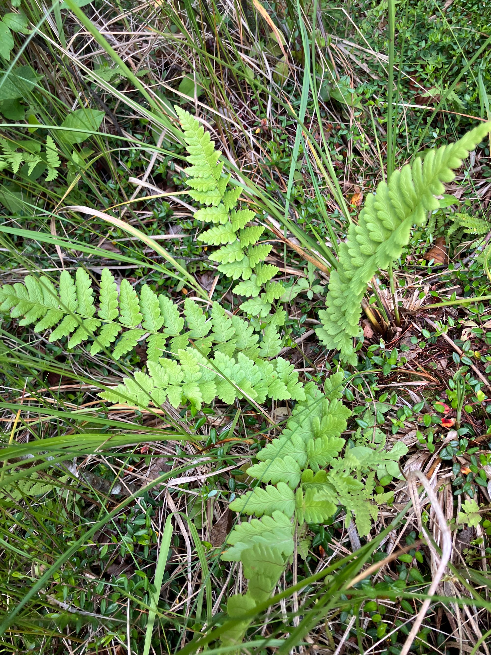 Skiauterinis papartis (Dryopteris cristata)