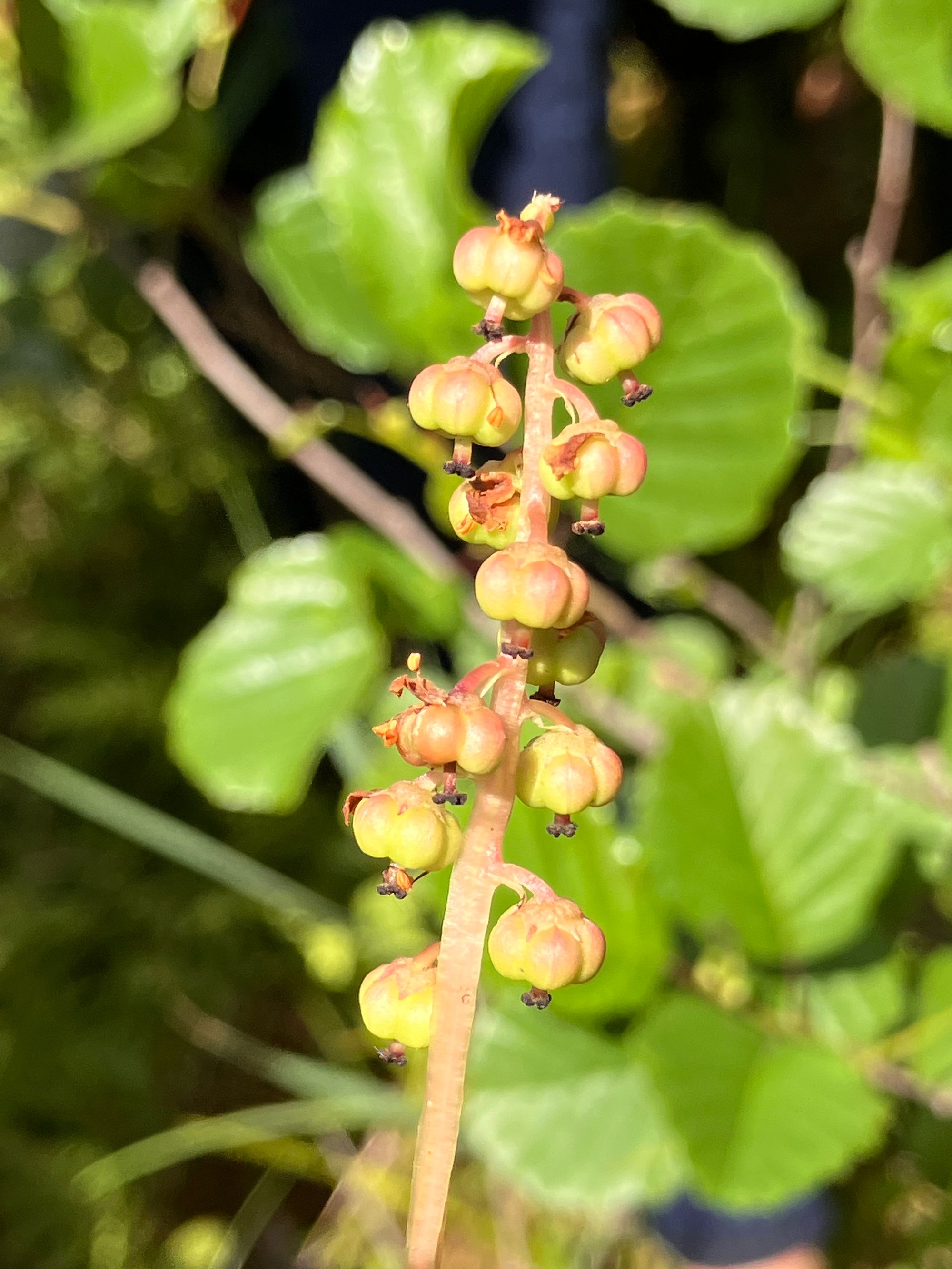 Mažoji kriaušlapė (Pyrola minor)