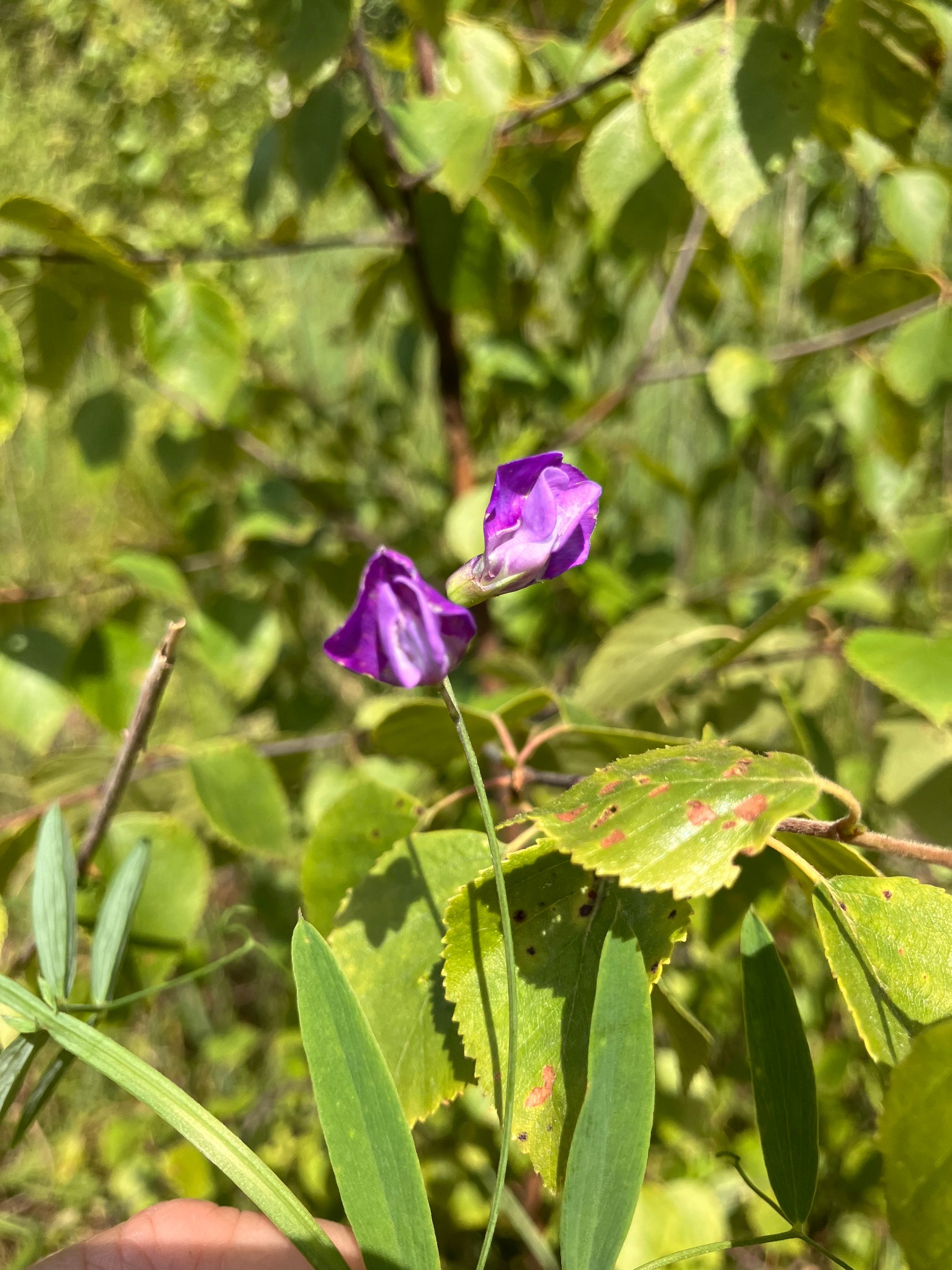 Pelkinis pelėžirnis (Lathyrus palustris)