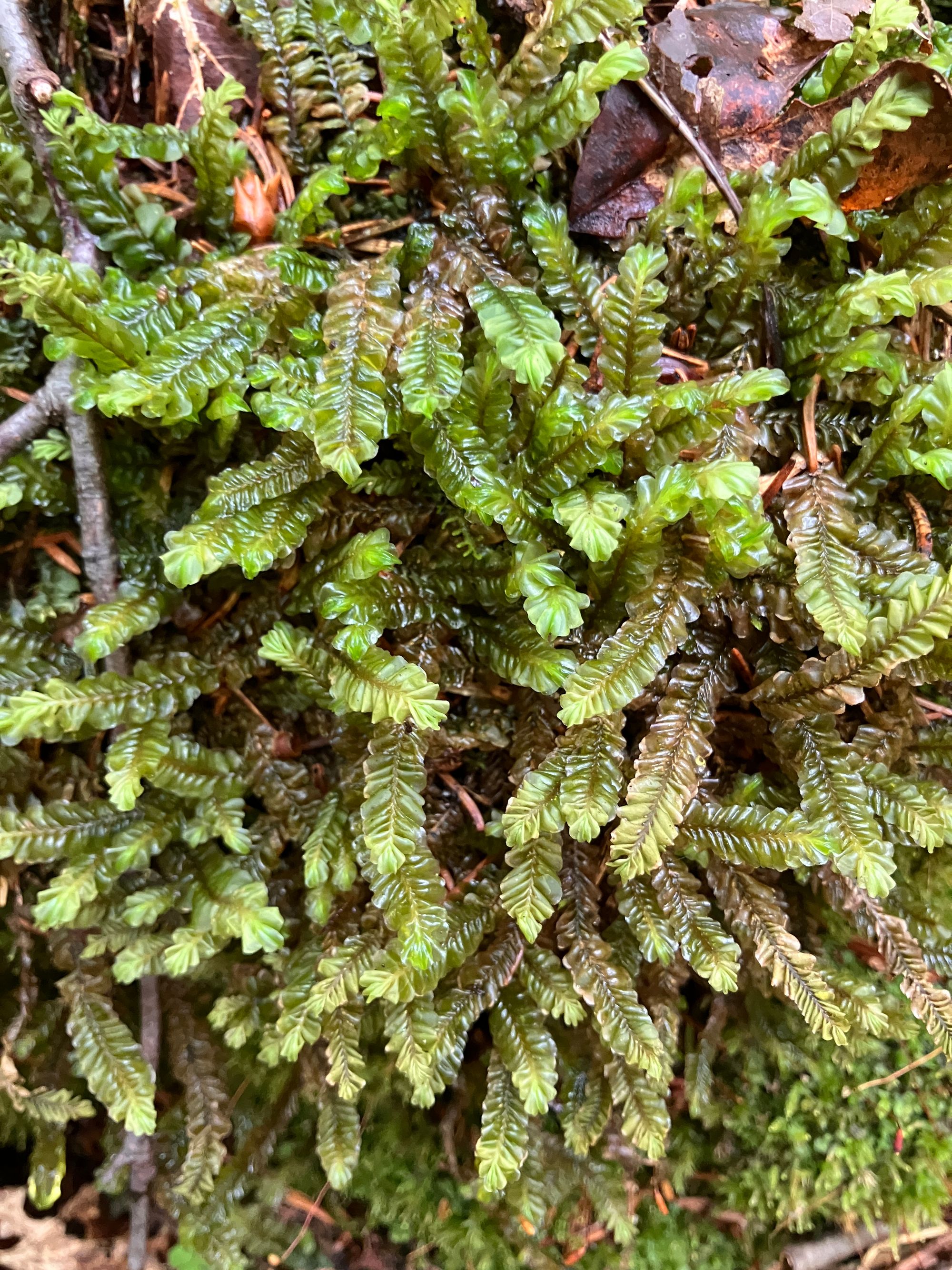 Papartinė tįsena (Plagiochila asplenioides)