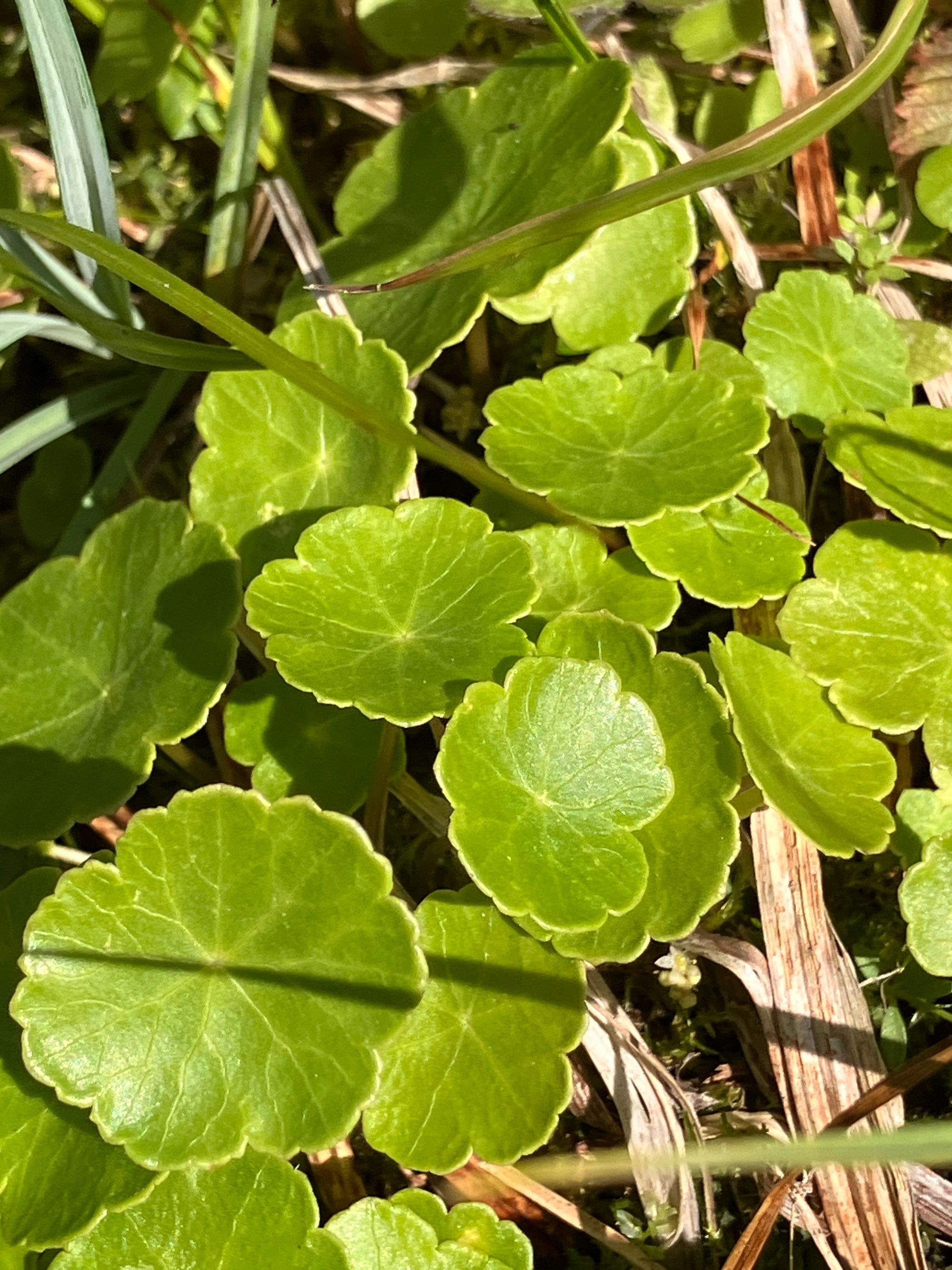 Pelkinė raistenė (Hydrocotyle vulgaris)