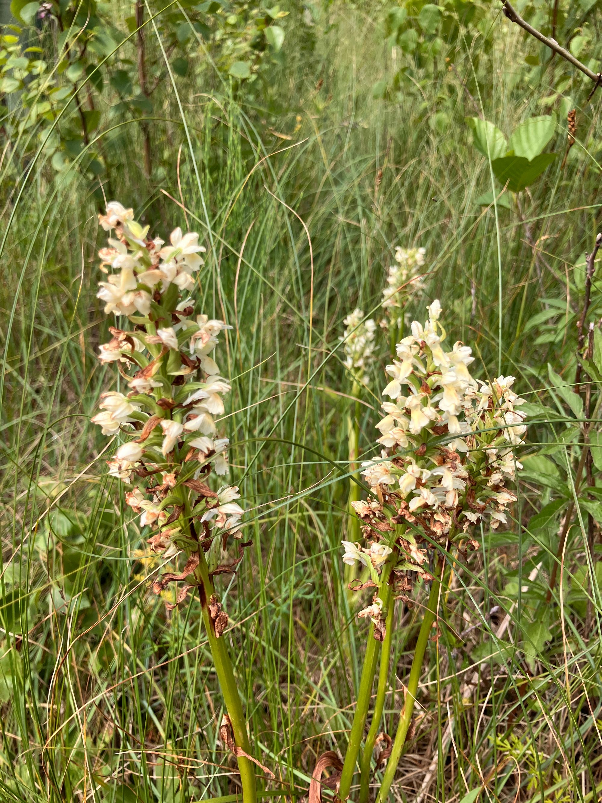 Gelsvoji gegūnė (Dactylorhiza incarnata ssp. ochroleuca)