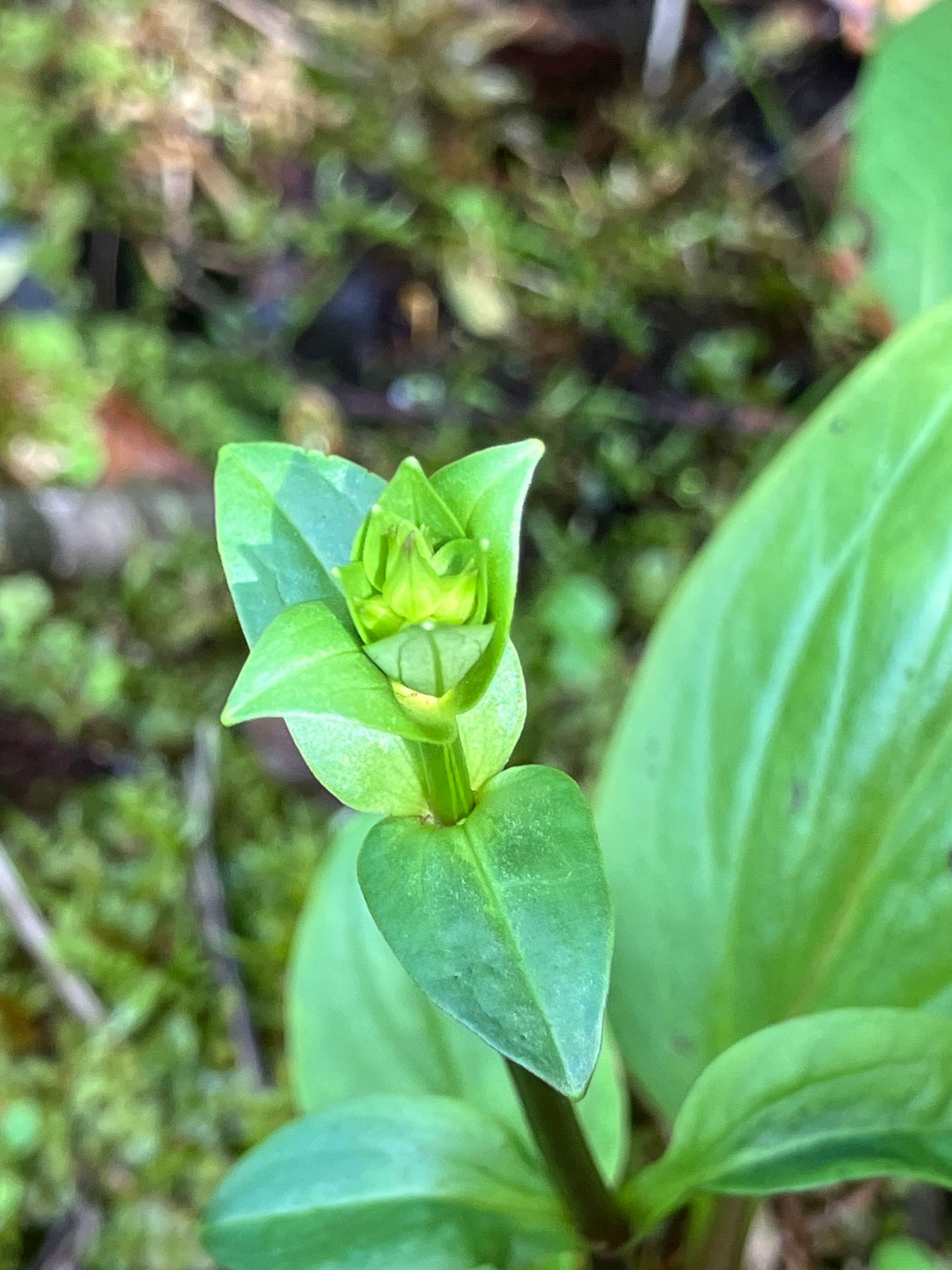 Daugiametis patvenis (Swertia perennis)