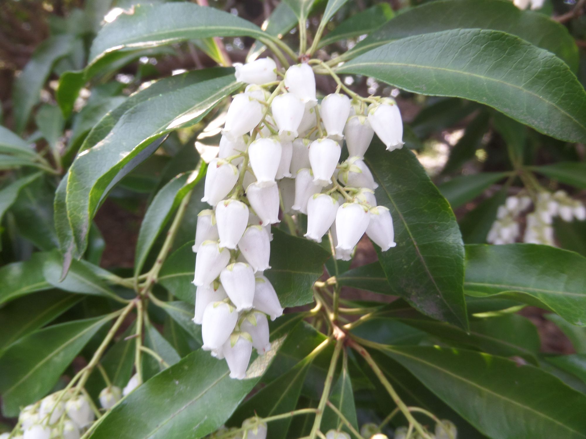 Japoninis bereinutis (Pieris japonica)