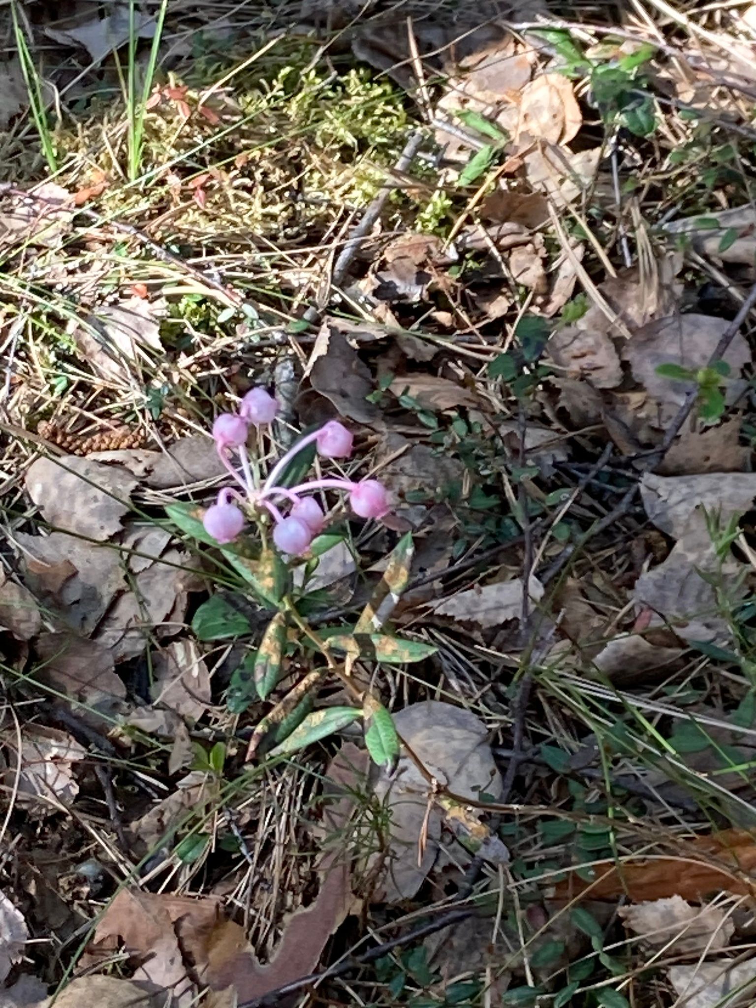 Siauralapė balžuva (Andromeda polifolia)