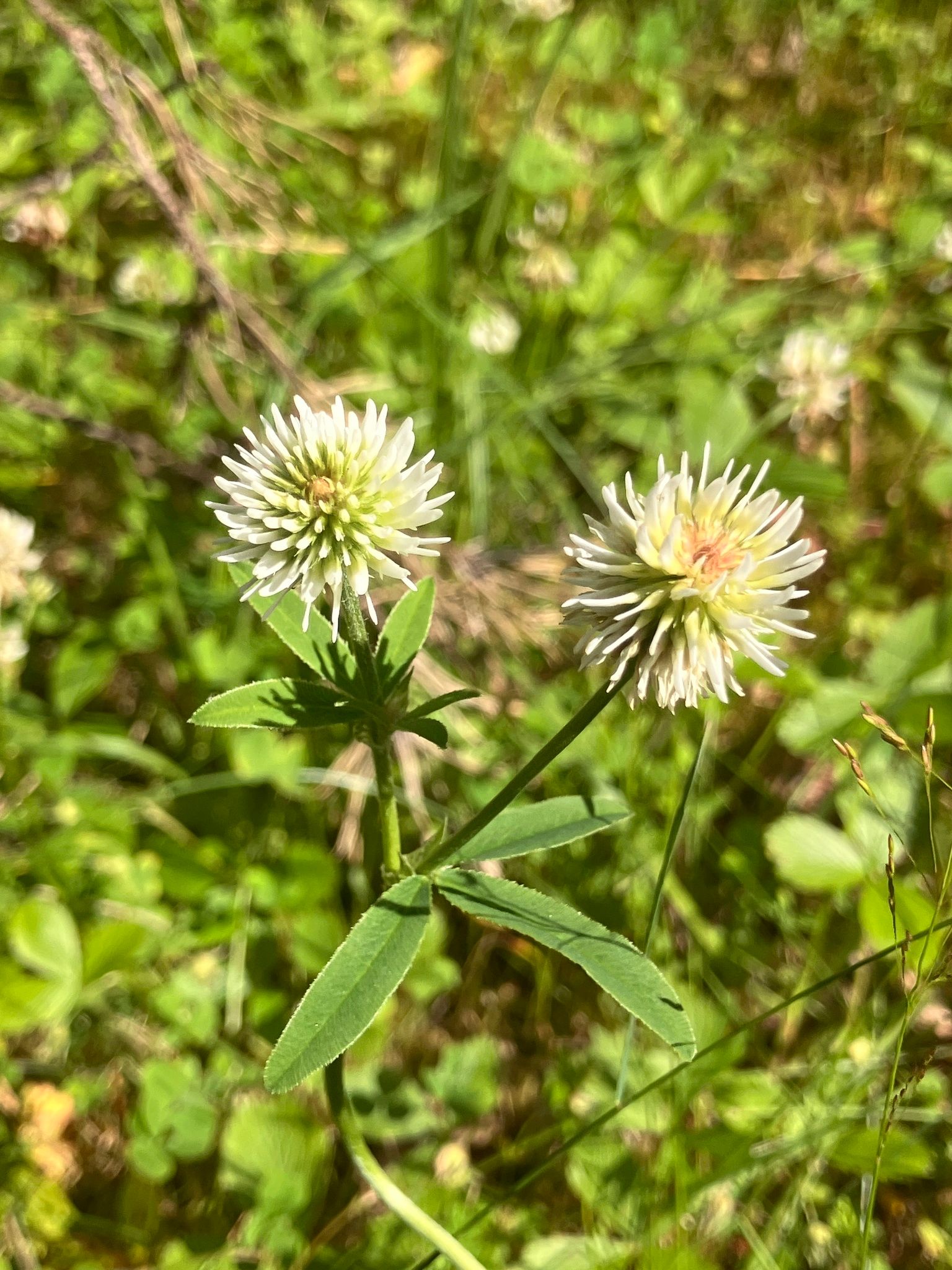 Kalninis dobilas (Trifolium montanum)