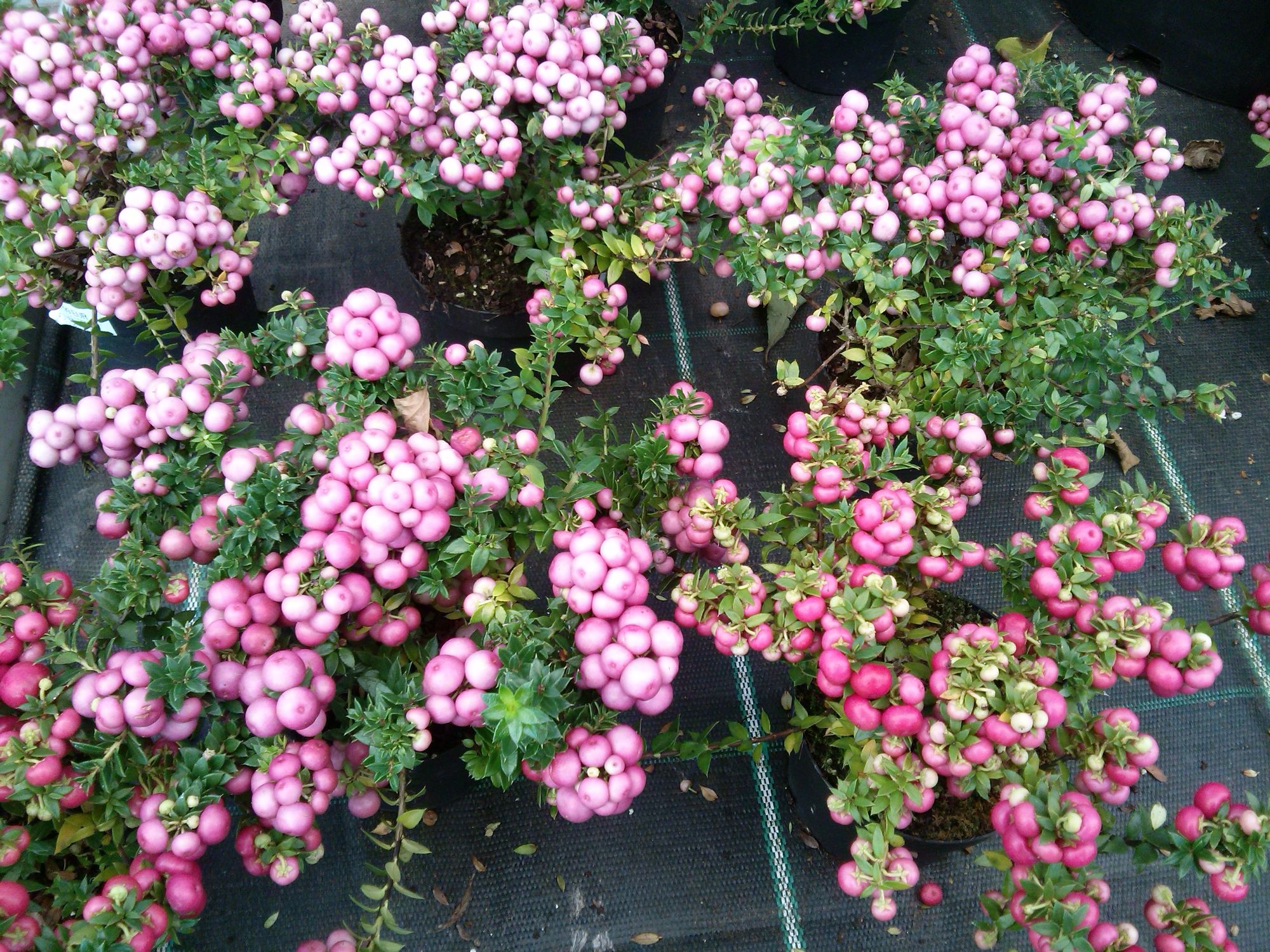 Bruknuolė 'Rosea' (Gaultheria mucronata, syn. G.pernettya)