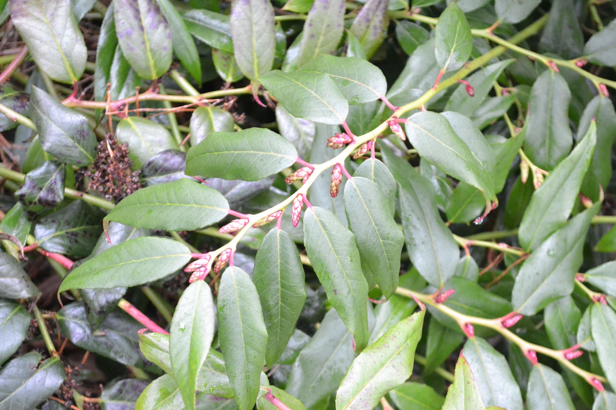 Svyrančioji leukotoja (Leucothoe fontanesiana)
