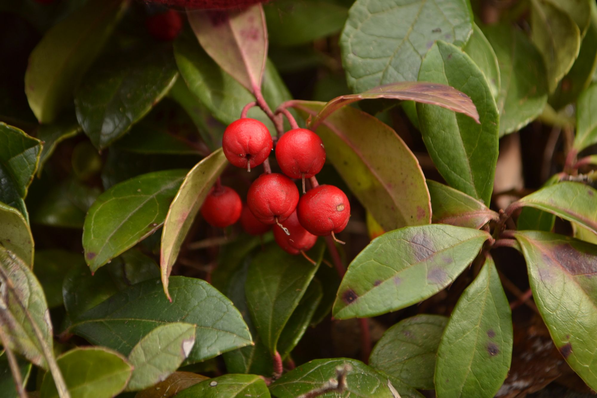 Šliaužiančioji bruknuolė (Gaultheria procumbens)