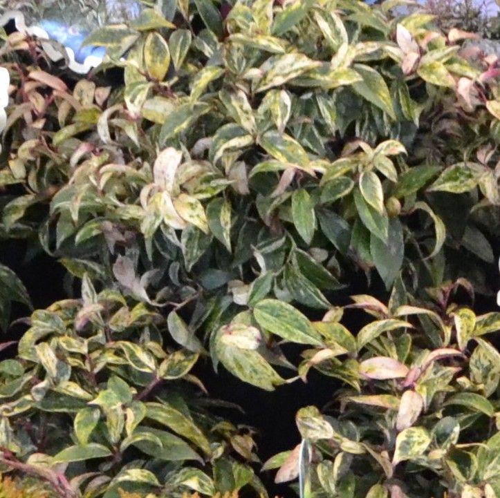 Svyrančioji leukotoja 'Makijaz' (Leucothoe fontanesiana)