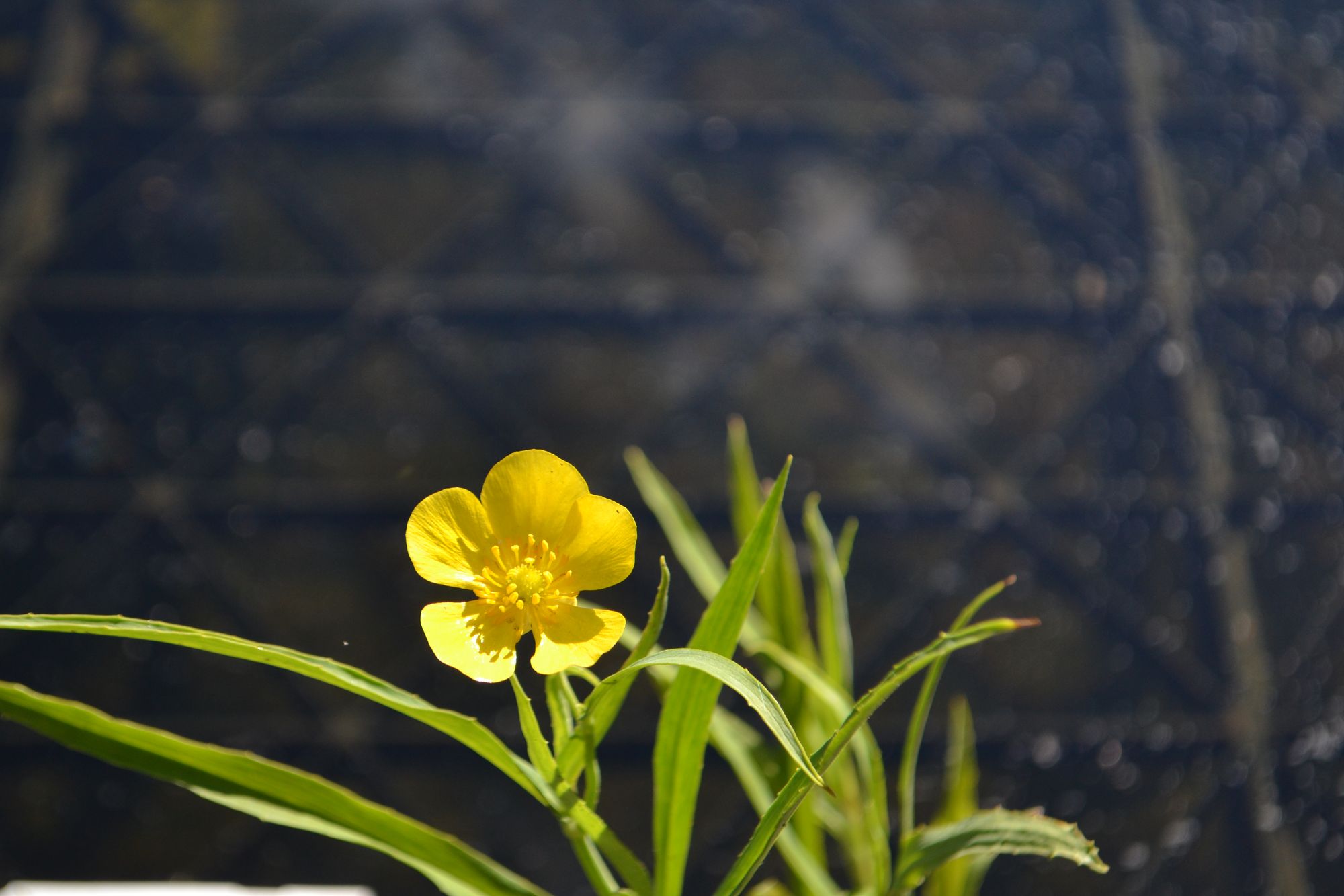 Pelkinis vėdrynas (Ranunculus lingua)