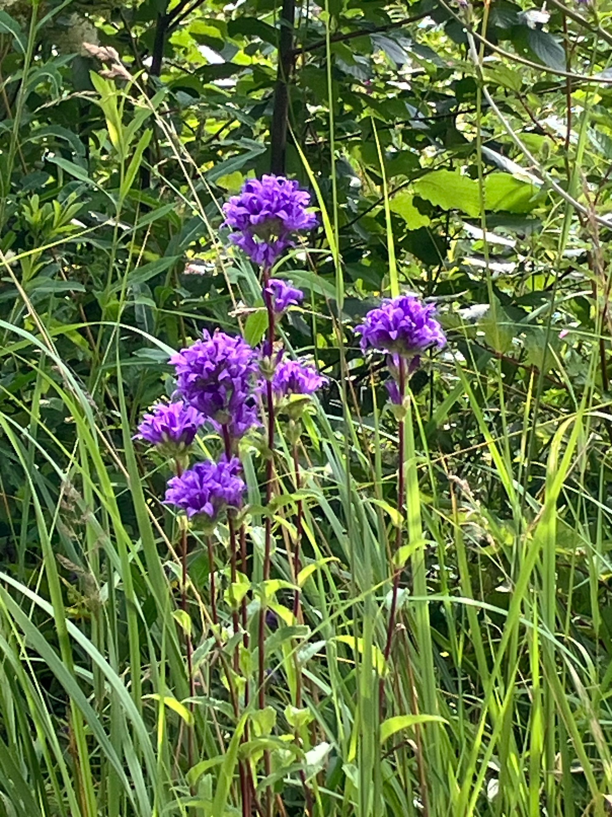 Tankiažiedis katilėlis (Campanula glomerata)
