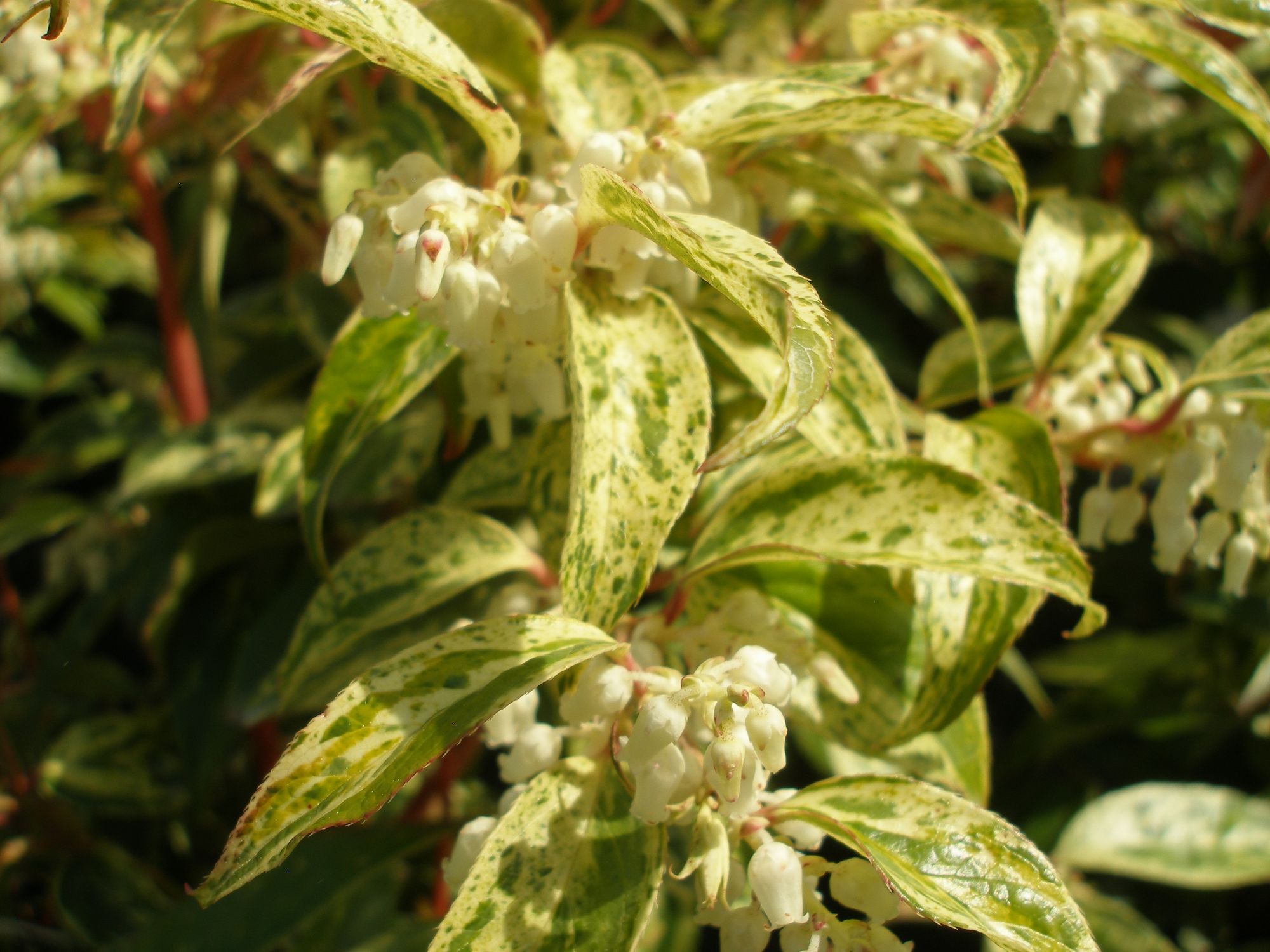 Leukotoja 'Rainbow' (Leucothoe walteri)
