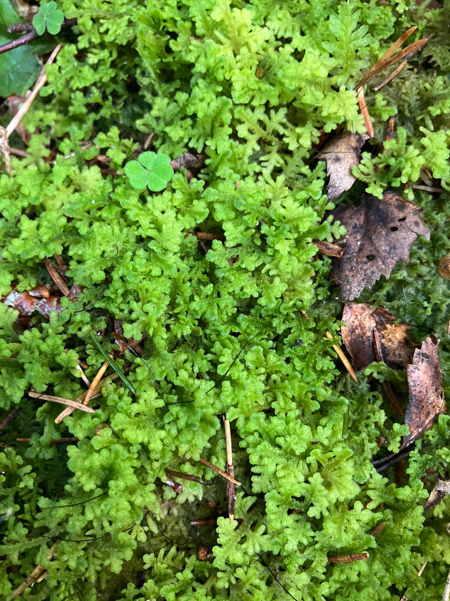 Pūkuotoji apuokė (Trichocolea tomentella)