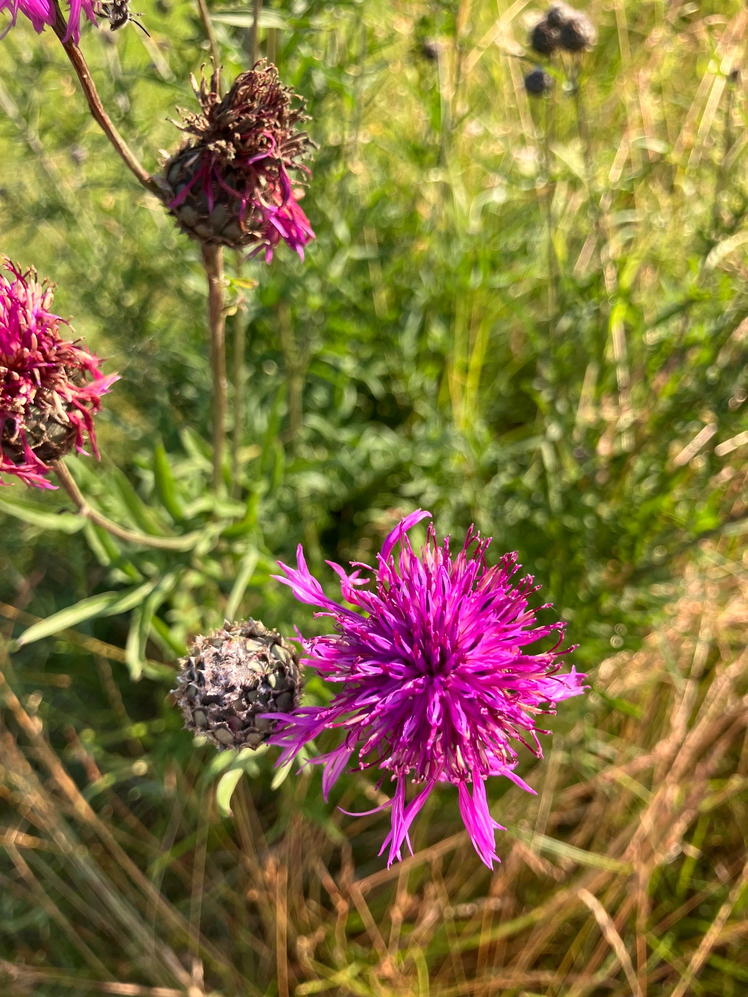 Didžiagalvė bajorė (Centaurea scabiosa)