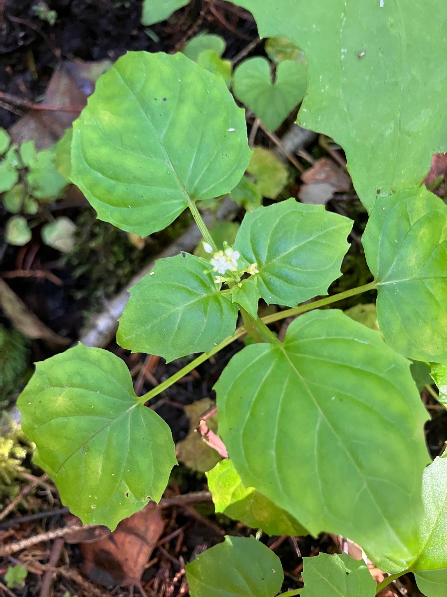 Mažoji dantenė (Circaea alpina)