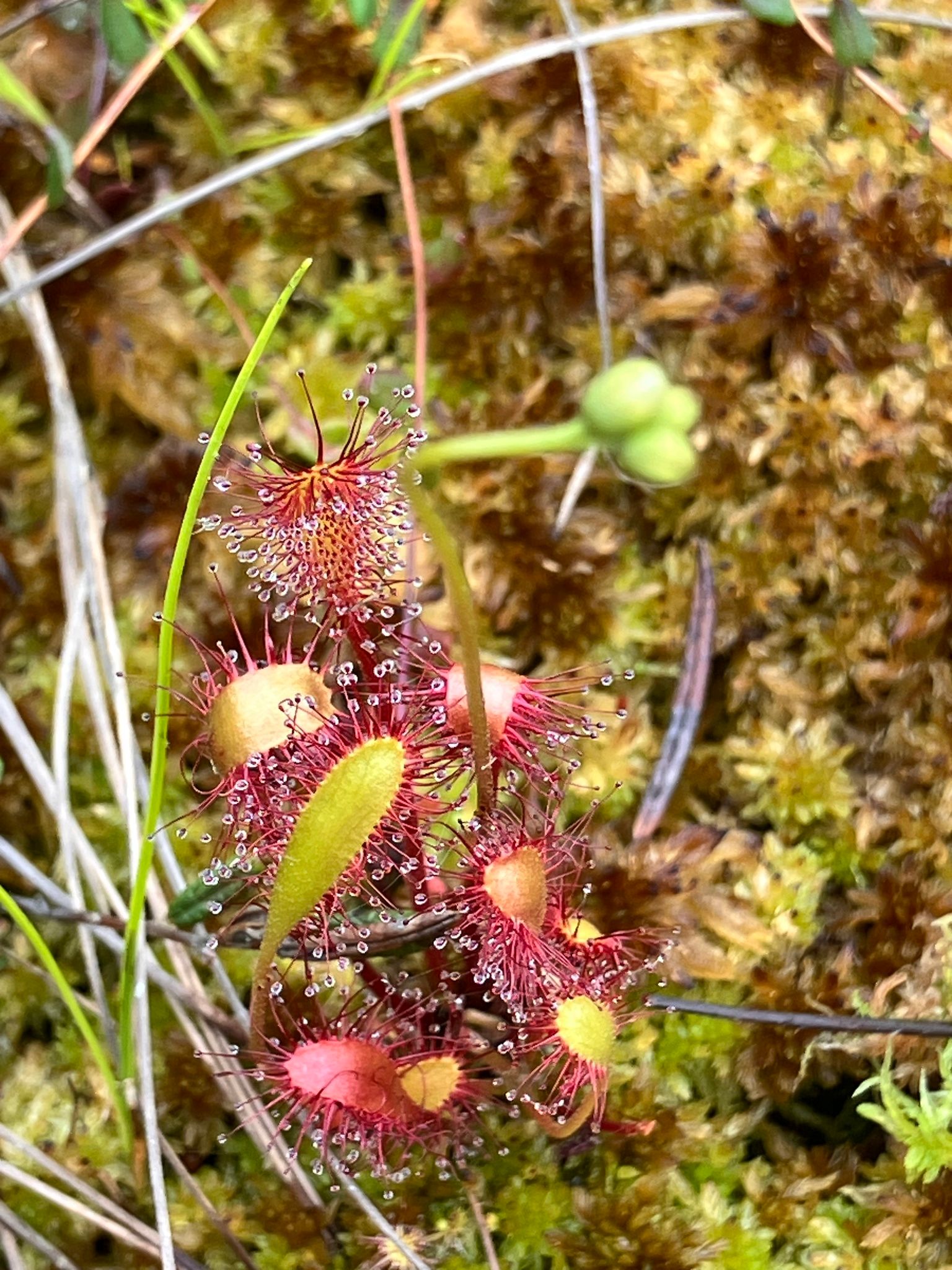 Ilgalapė saulašarė (Drosera anglica)