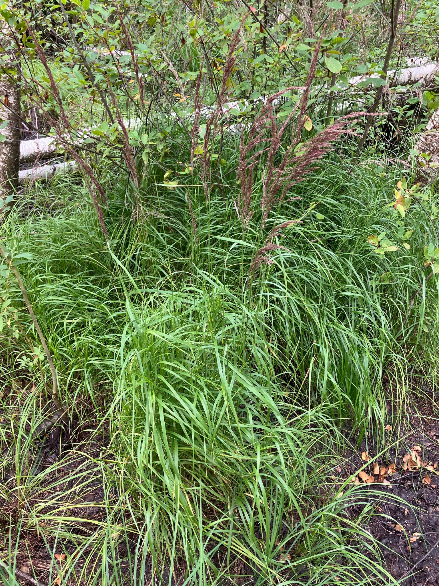 Siauralapis lendrūnas (Calamagrostis canescens)