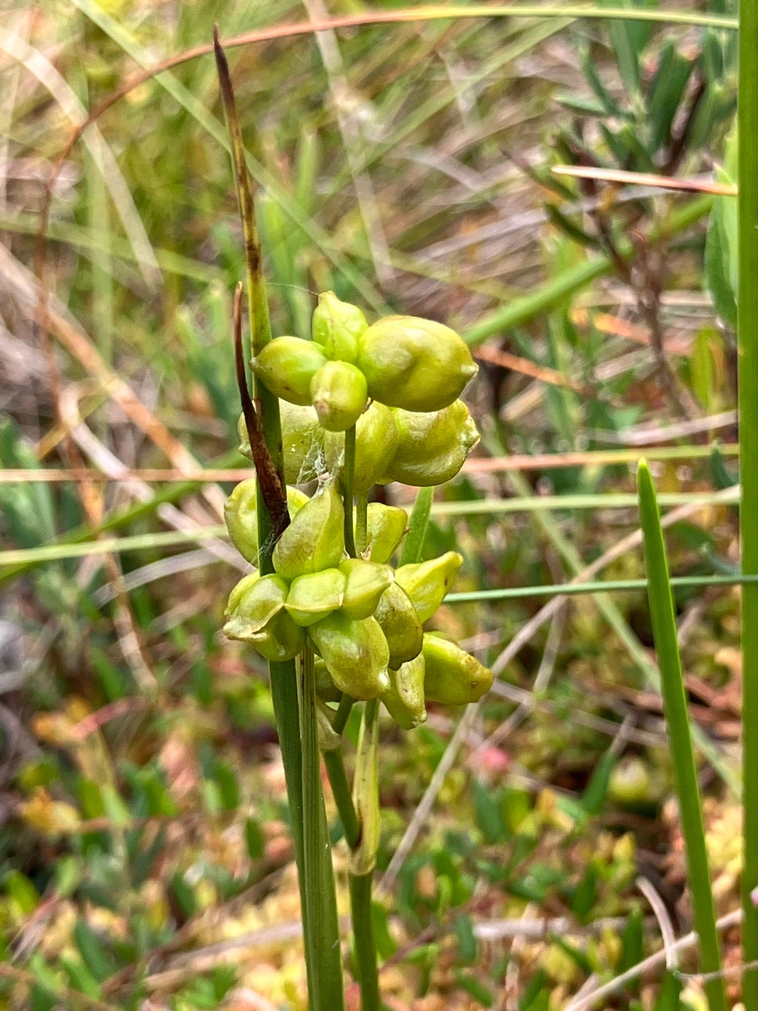 Pelkinė liūnsargė (Scheuchzeria palustris)