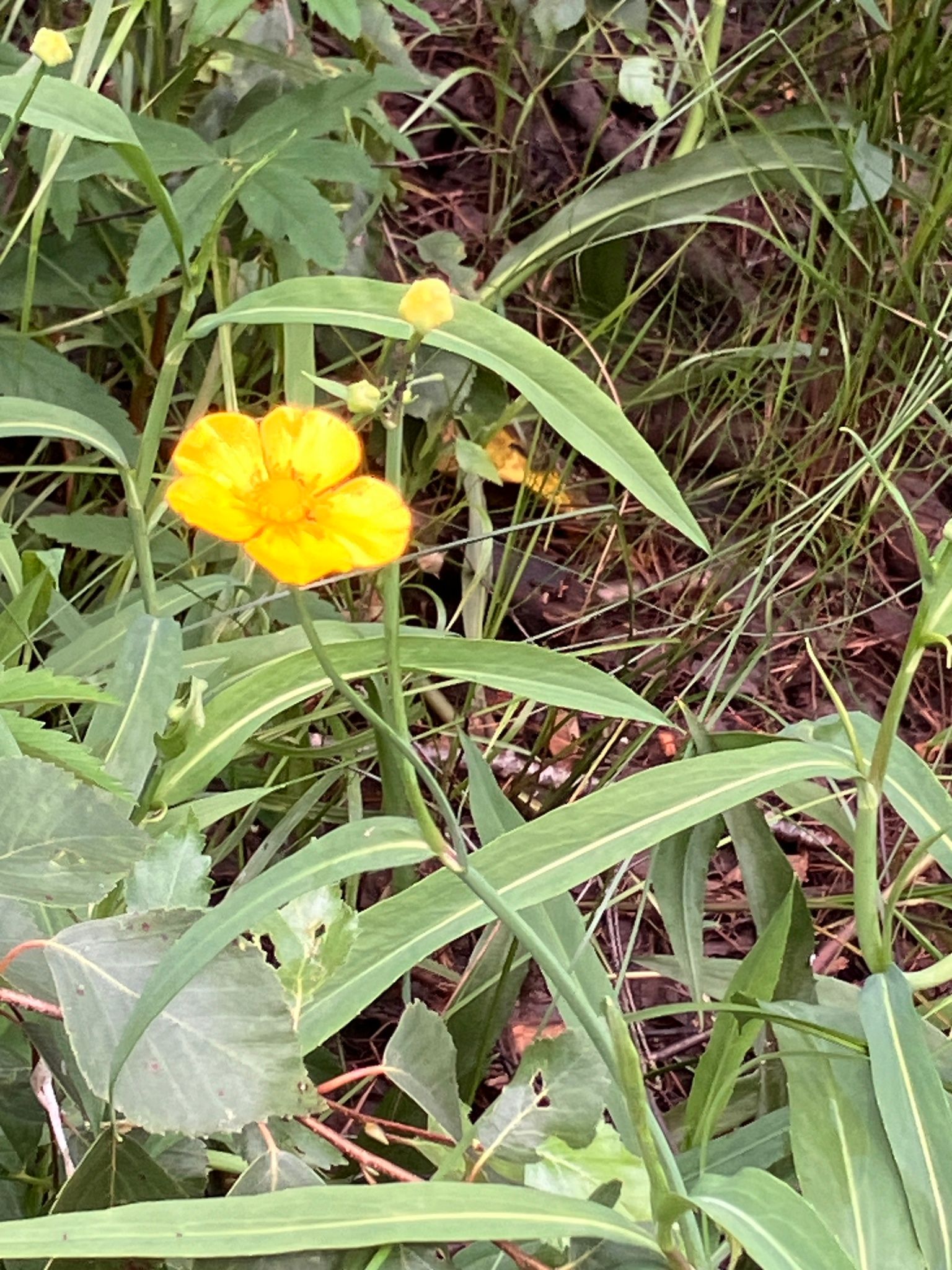 Pelkinis vėdrynas (Ranunculus lingua)