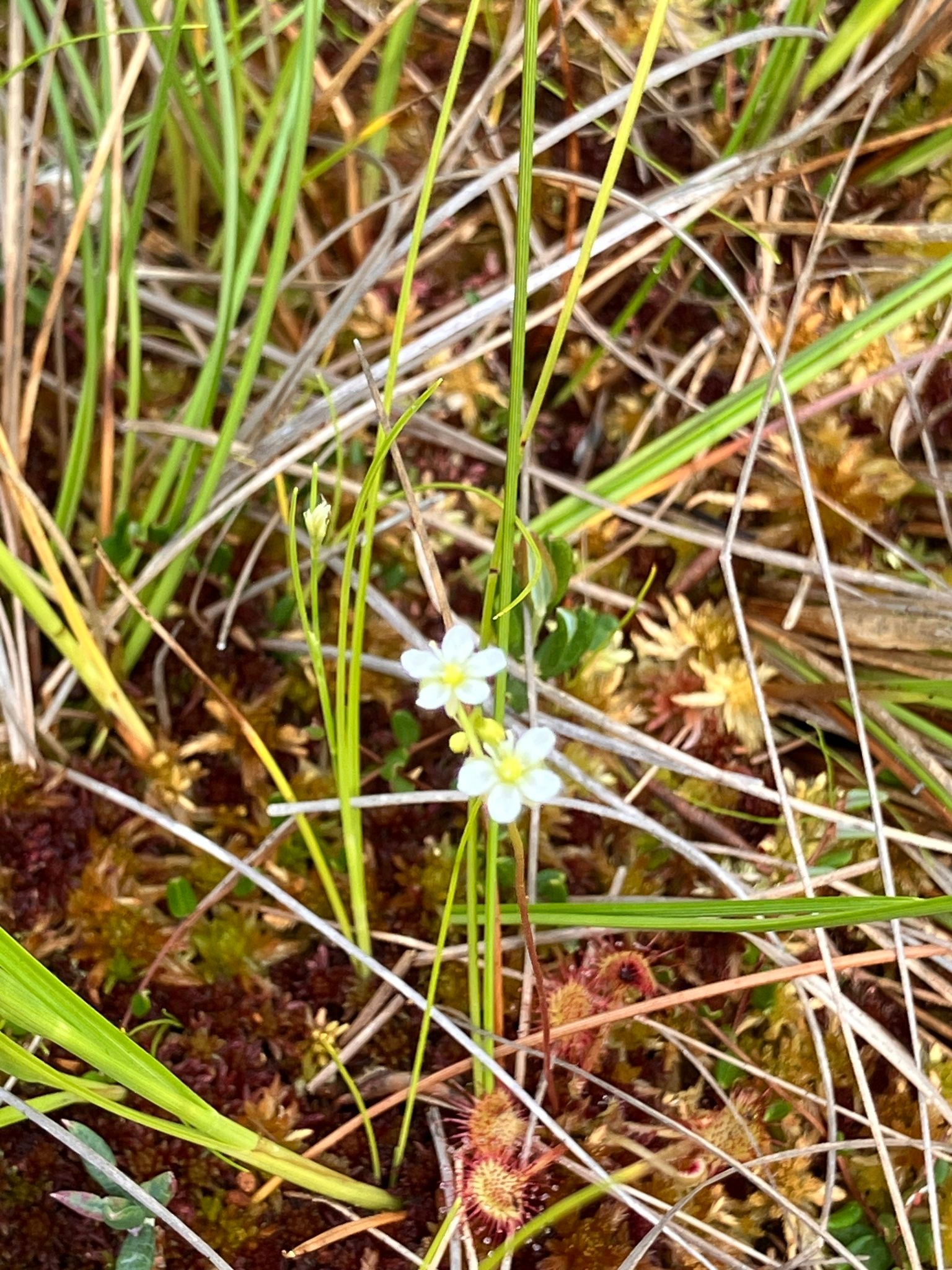 Apskritalapė saulašarė (Drosera rotundifolia)